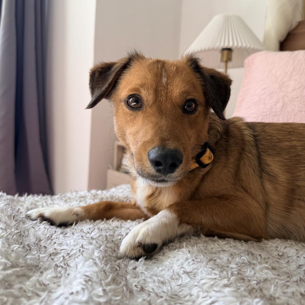 Larry, Adoptable, Adult Male Mixed Breed.