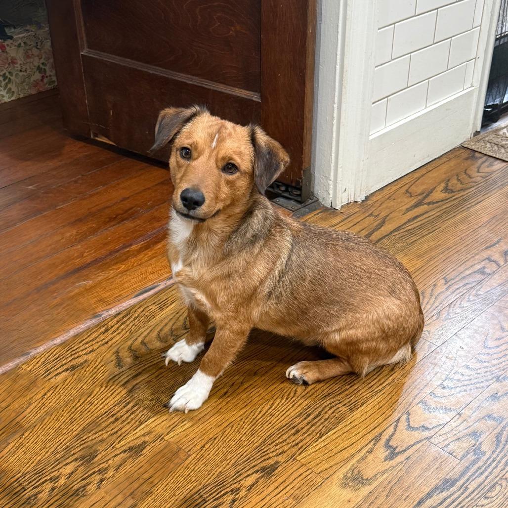 Larry, a Adoptable Mixed Breed in Staten Island, NY image 1/5