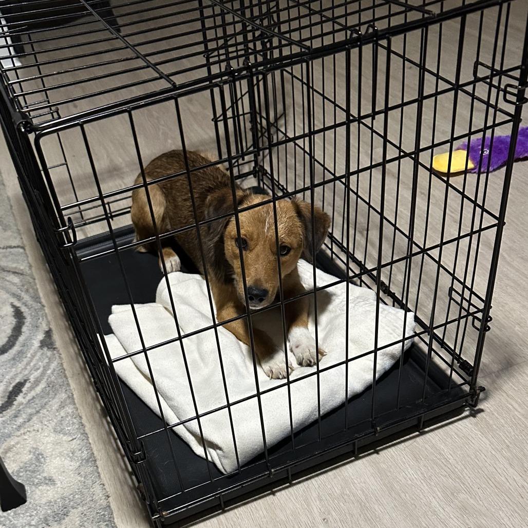 Enlarge Larry, a Adoptable Mixed Breed in Staten Island, NY image 1/4