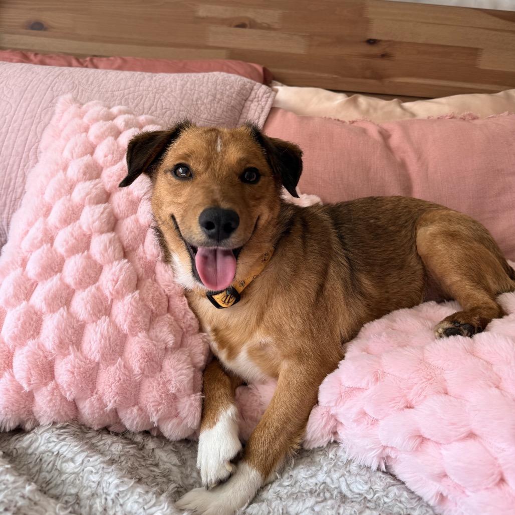 Enlarge Larry, a Adoptable Mixed Breed in Staten Island, NY image 3/6