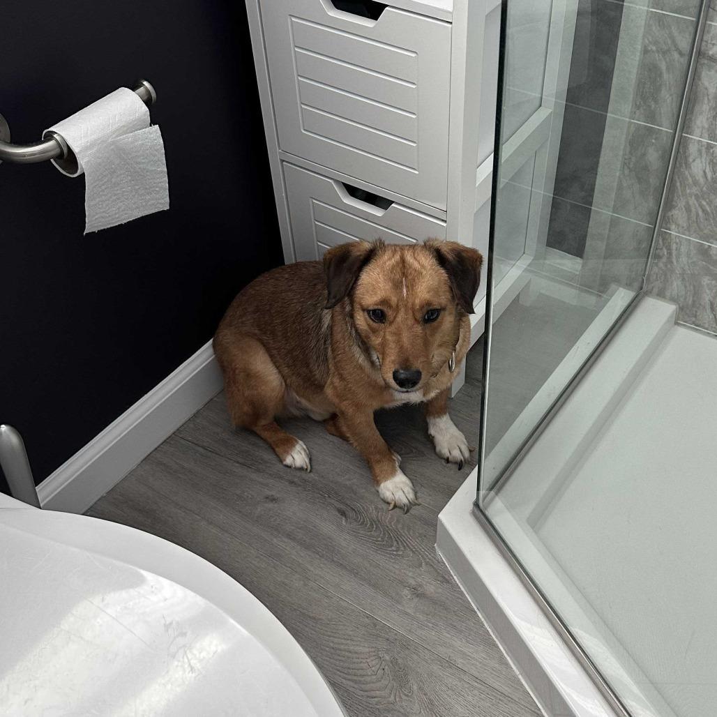 Enlarge Larry, a Adoptable Mixed Breed in Staten Island, NY image 2/4