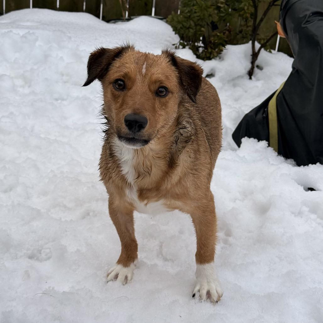 Enlarge Larry, a Adoptable Mixed Breed in Staten Island, NY image 4/6