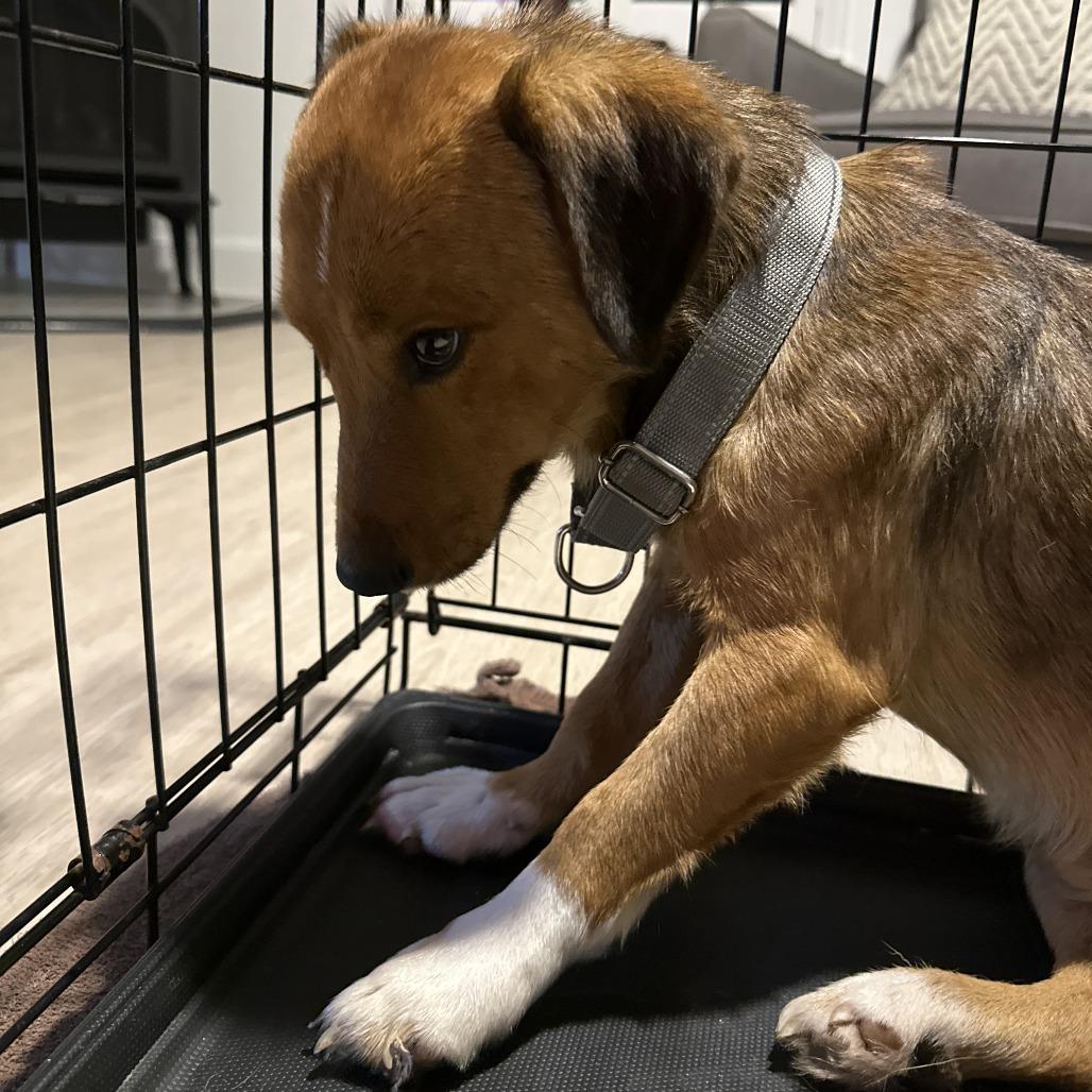 Enlarge Larry, a Adoptable Mixed Breed in Staten Island, NY image 3/4