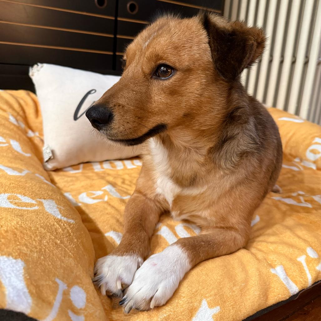 Larry, a Adoptable Mixed Breed in Staten Island, NY image 2/5