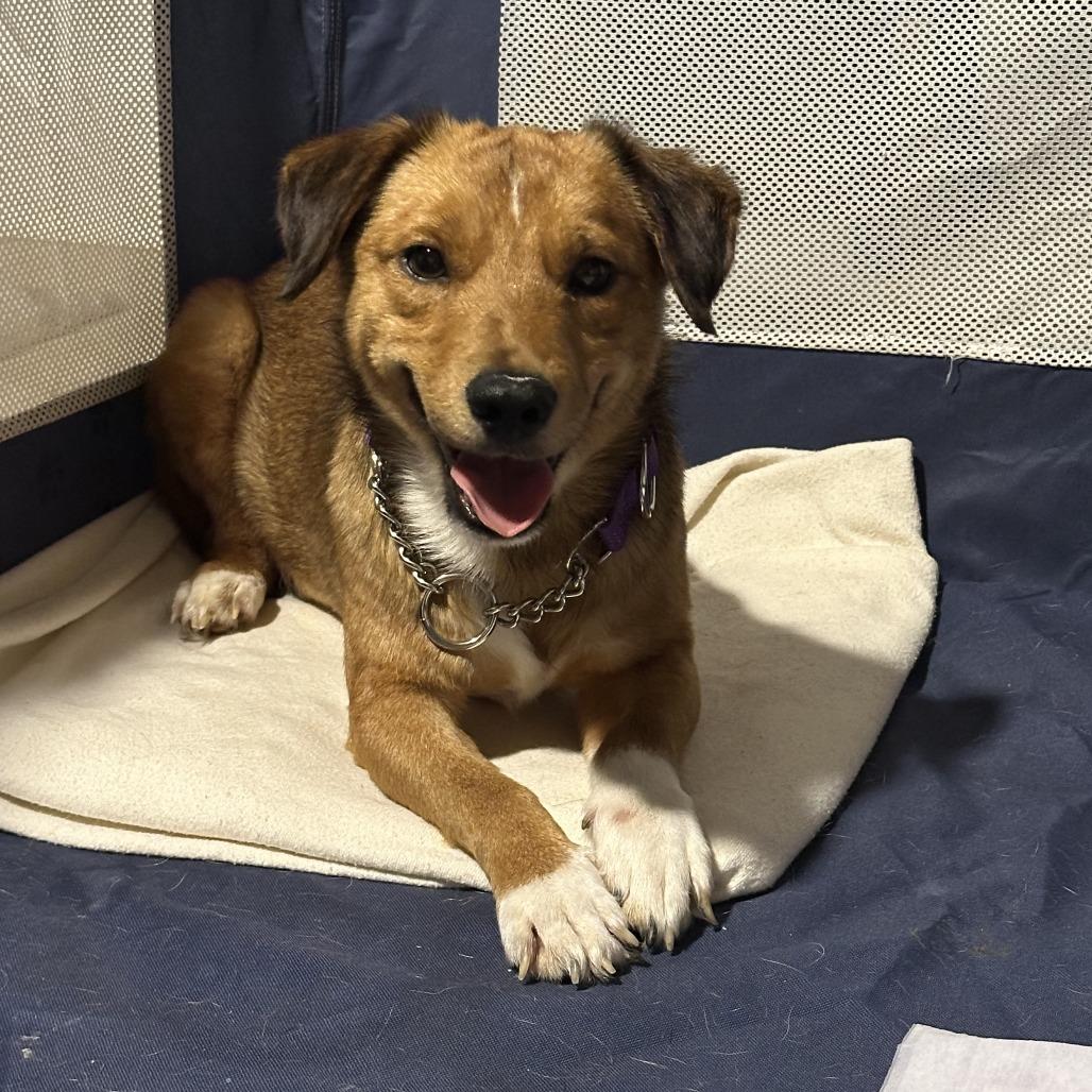 Enlarge Larry, a Adoptable Mixed Breed in Staten Island, NY image 4/4