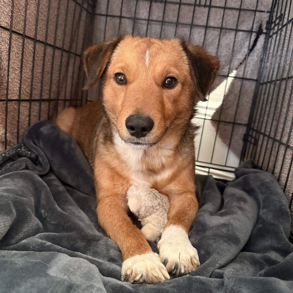 Larry, a Adoptable Mixed Breed in Staten Island, NY image 4/5