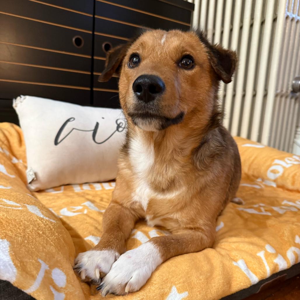 Larry, a Adoptable Mixed Breed in Staten Island, NY image 5/5