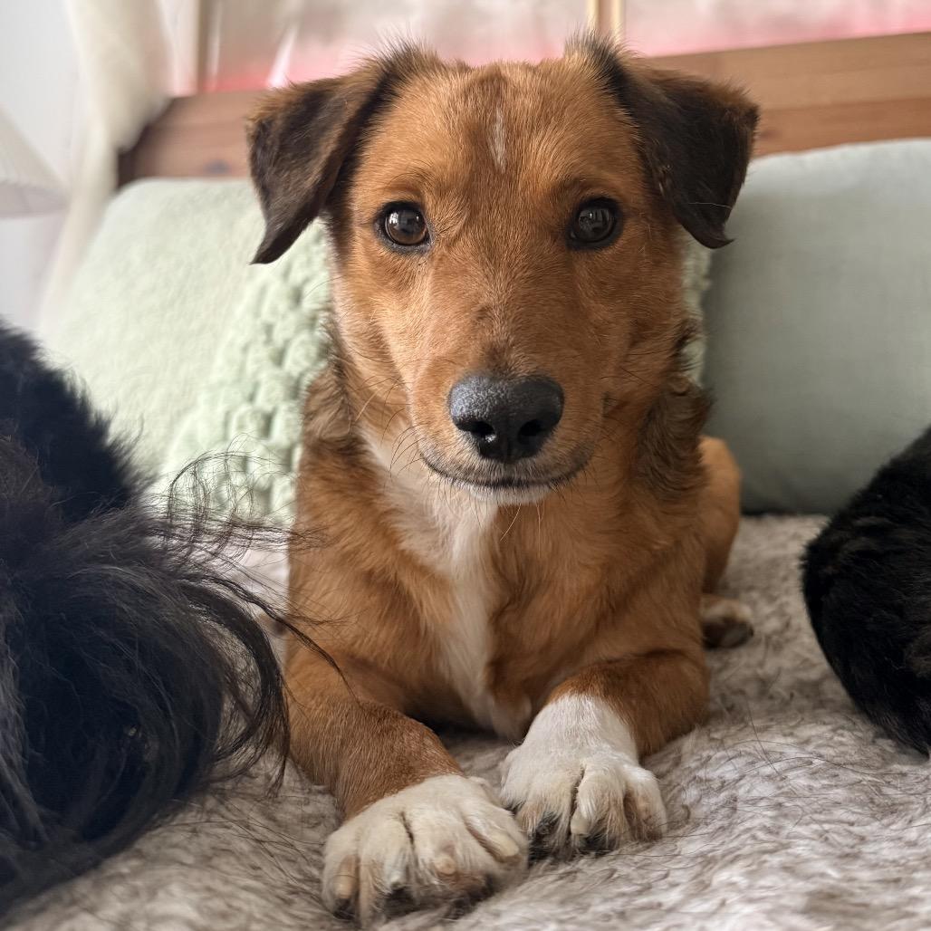 Enlarge Larry, a Adoptable Mixed Breed in Staten Island, NY image 6/6