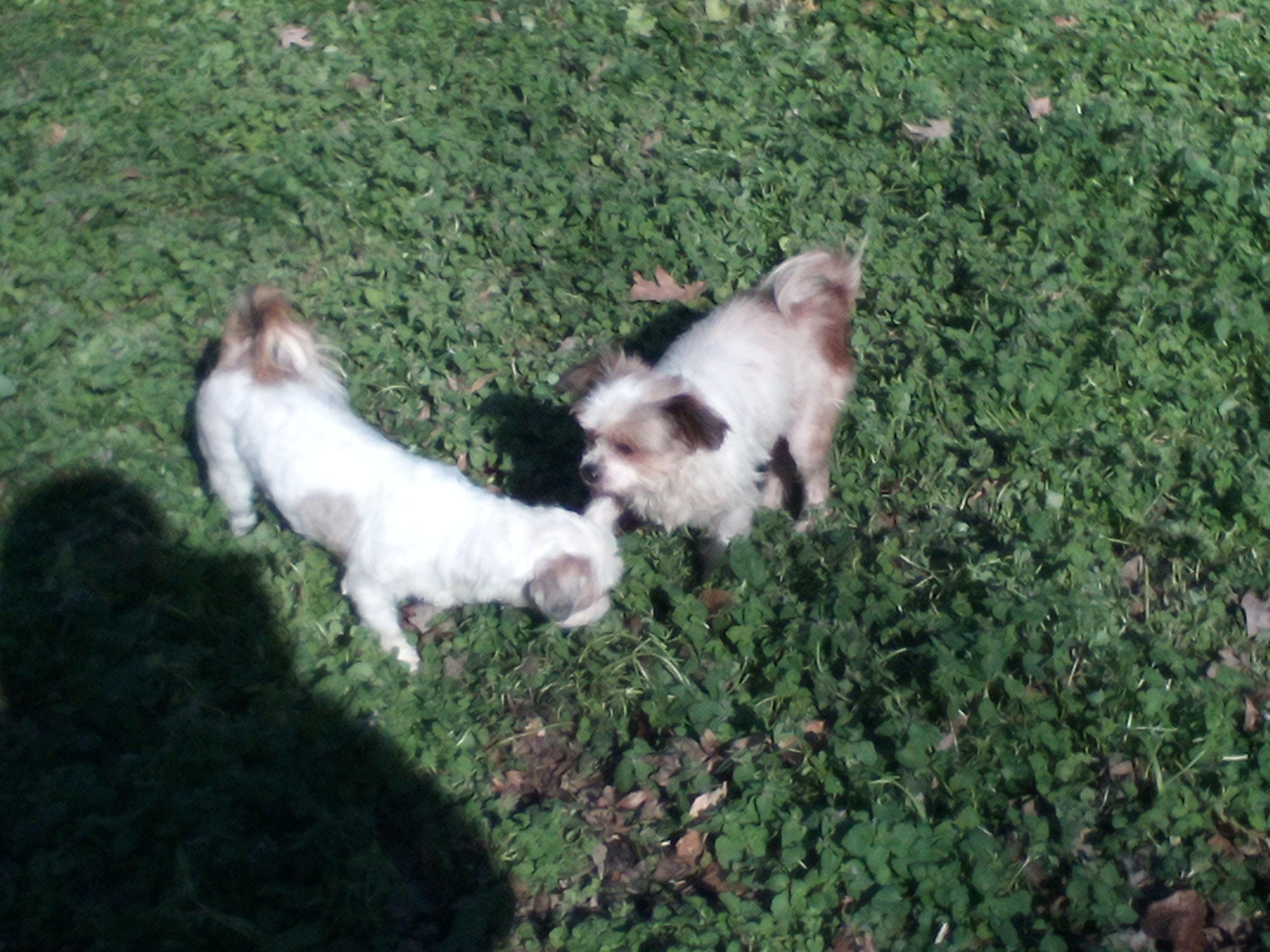 Enlarge Riley, a ADOPTABLE mixed breed in Atlanta, GA image 2/4