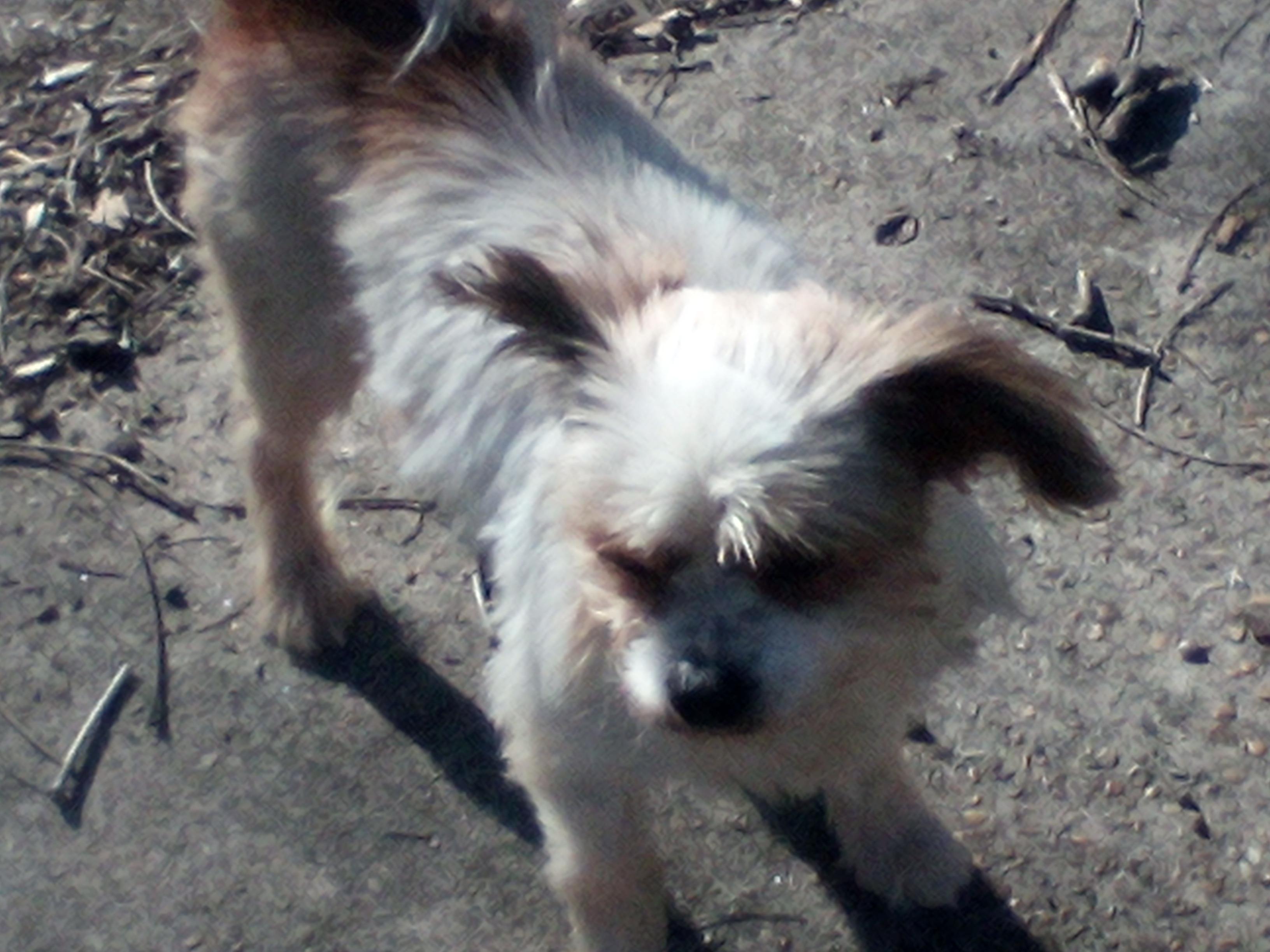 Riley, ADOPTABLE, Adult Male Terrier.