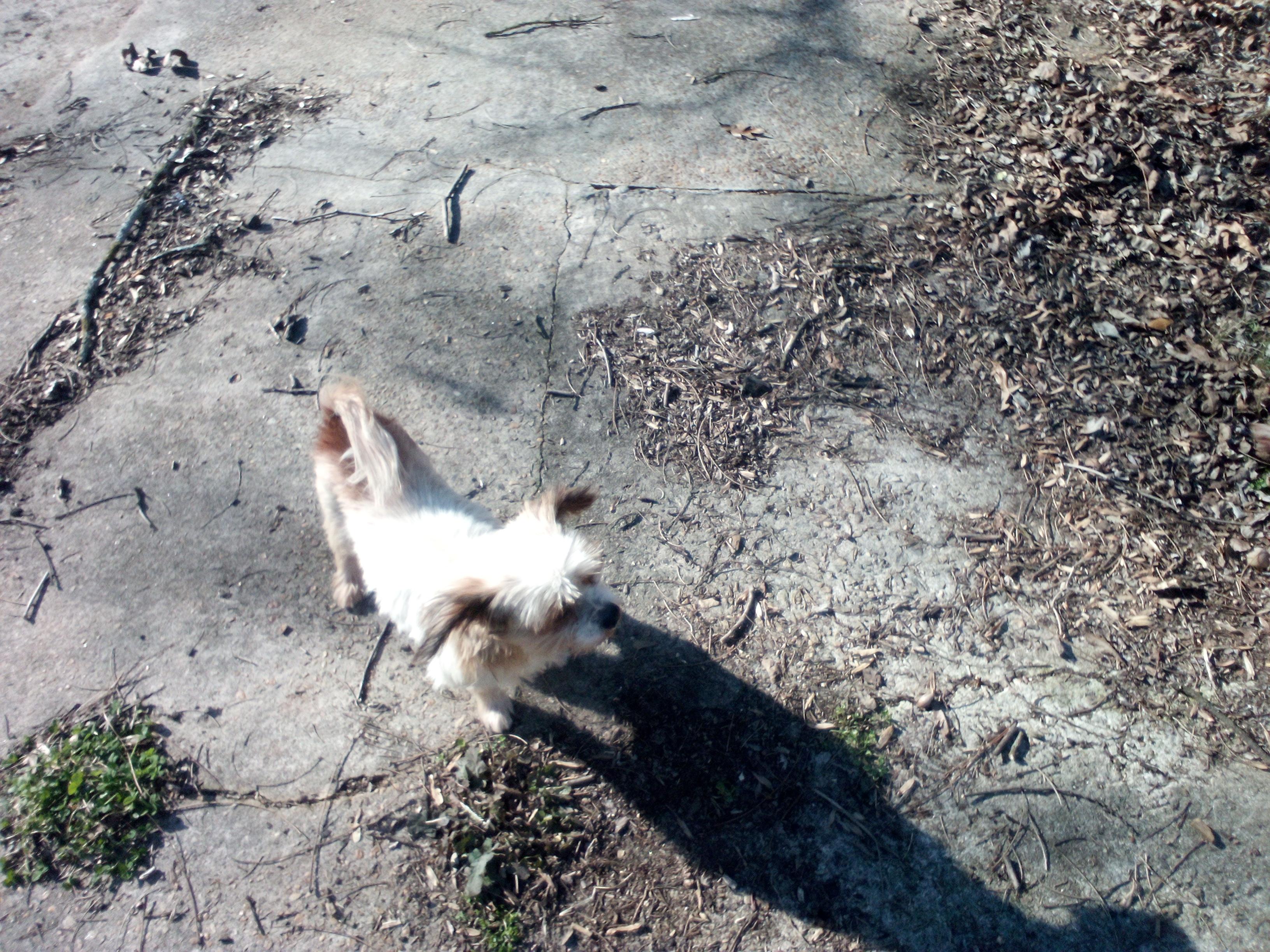 Enlarge Riley, a ADOPTABLE mixed breed in Atlanta, GA image 3/4