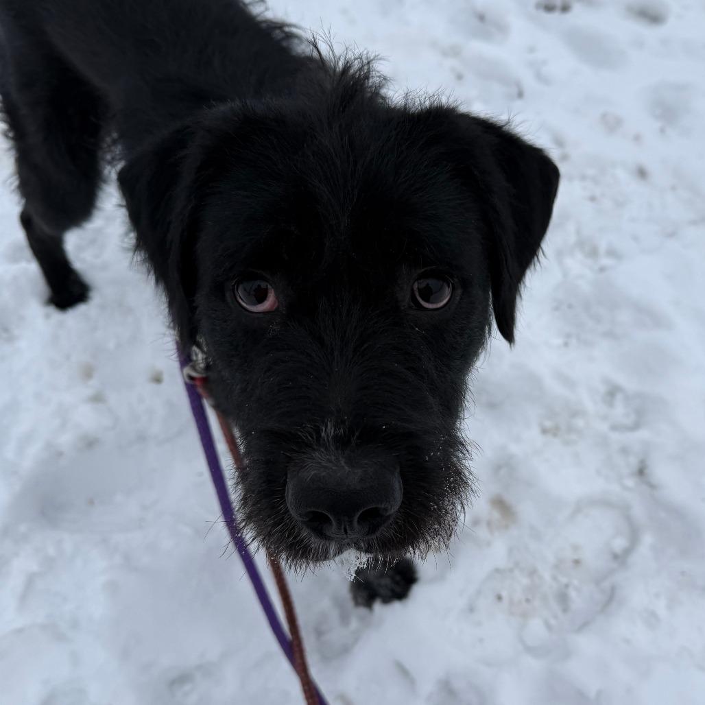 Shadow (Bosco), Adoptable, Young Male Mixed Breed.