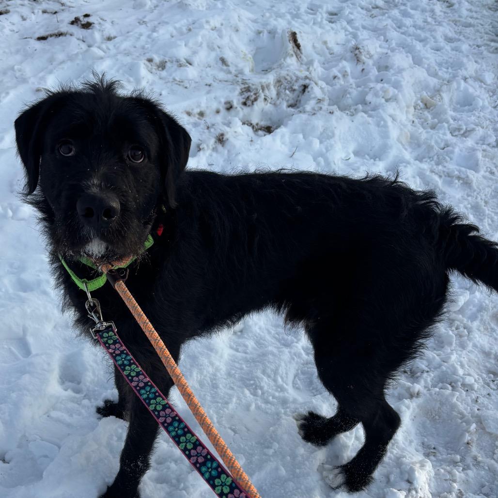 Shadow (Bosco), Adoptable, Young Male Mixed Breed.
