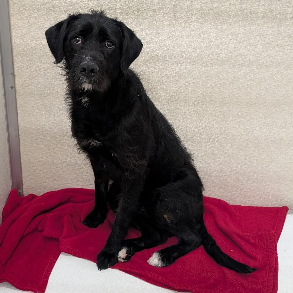 Enlarge Shadow (Bosco), a Adoptable Mixed Breed in Ballston Spa, NY image 2/2