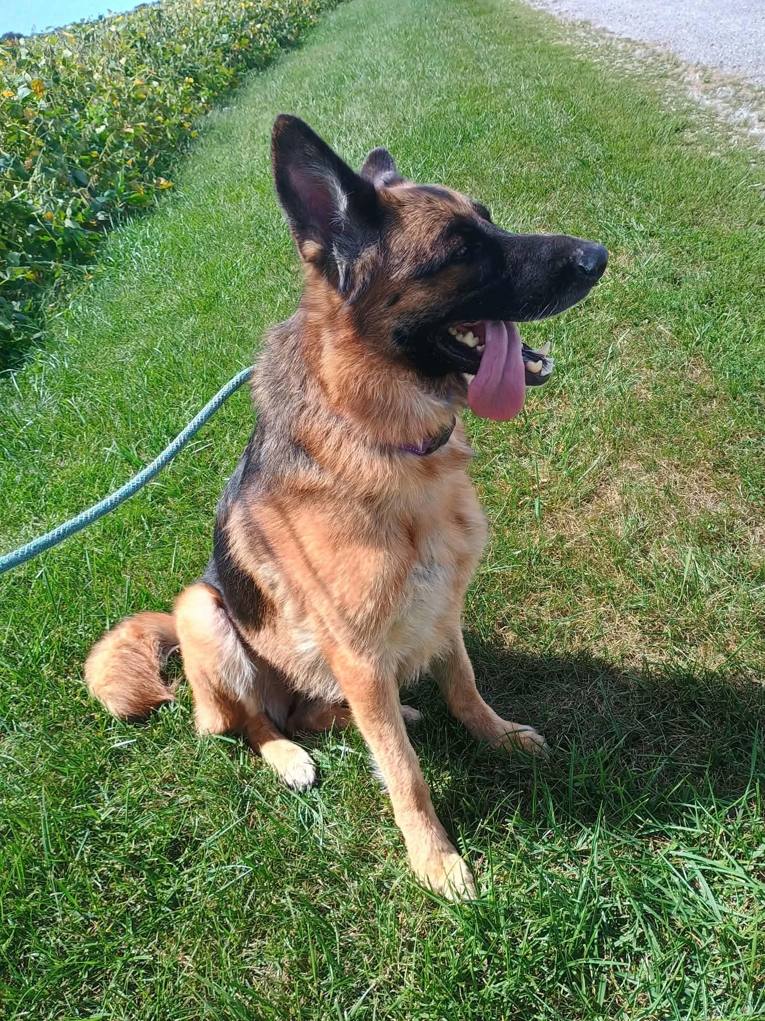 Enlarge Ava, a Adopted German Shepherd Dog in Liberty, IN image 4/5