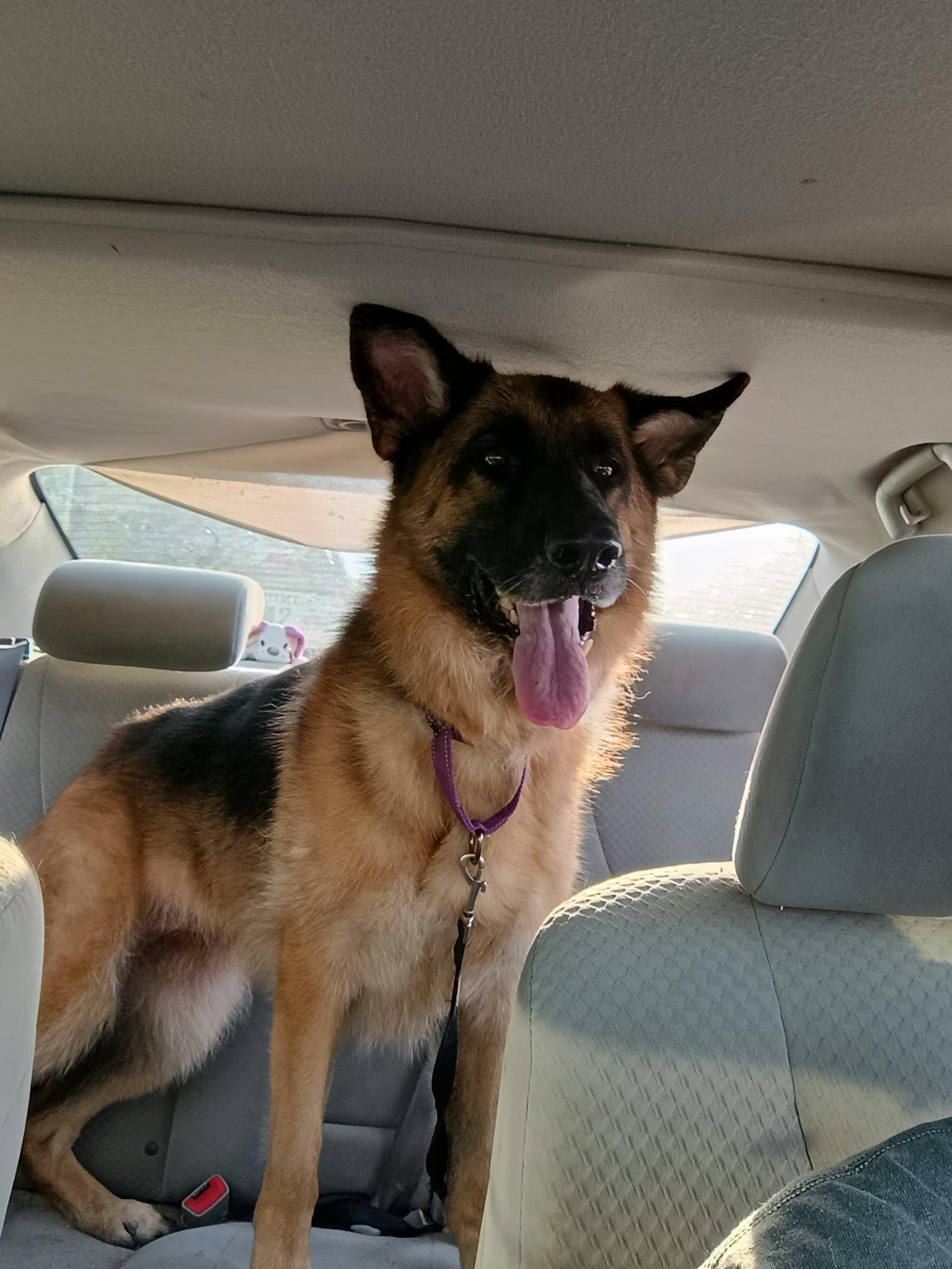 Enlarge Ava, a Adopted German Shepherd Dog in Liberty, IN image 3/5
