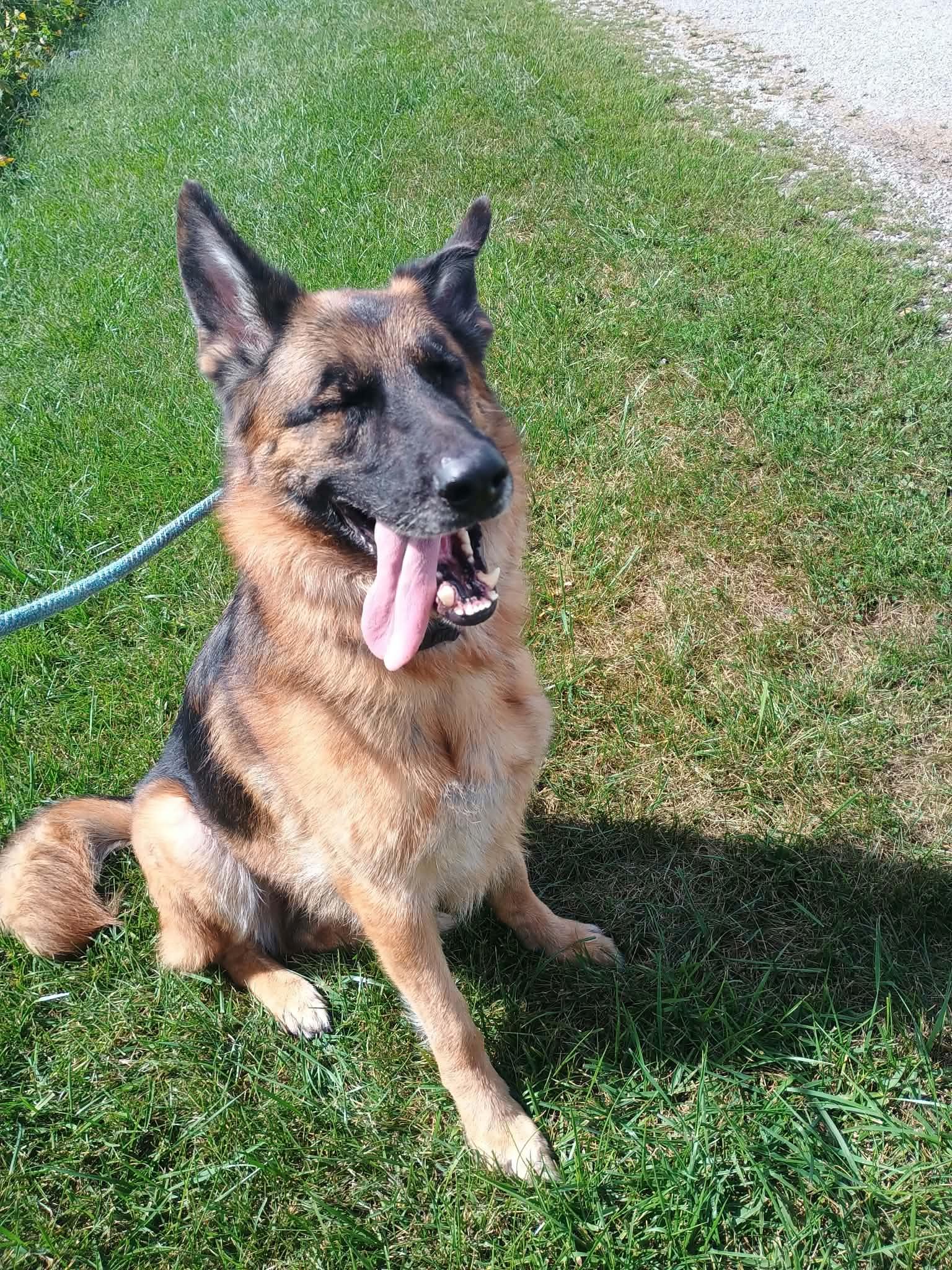 Enlarge Ava, a Adopted German Shepherd Dog in Liberty, IN image 5/5