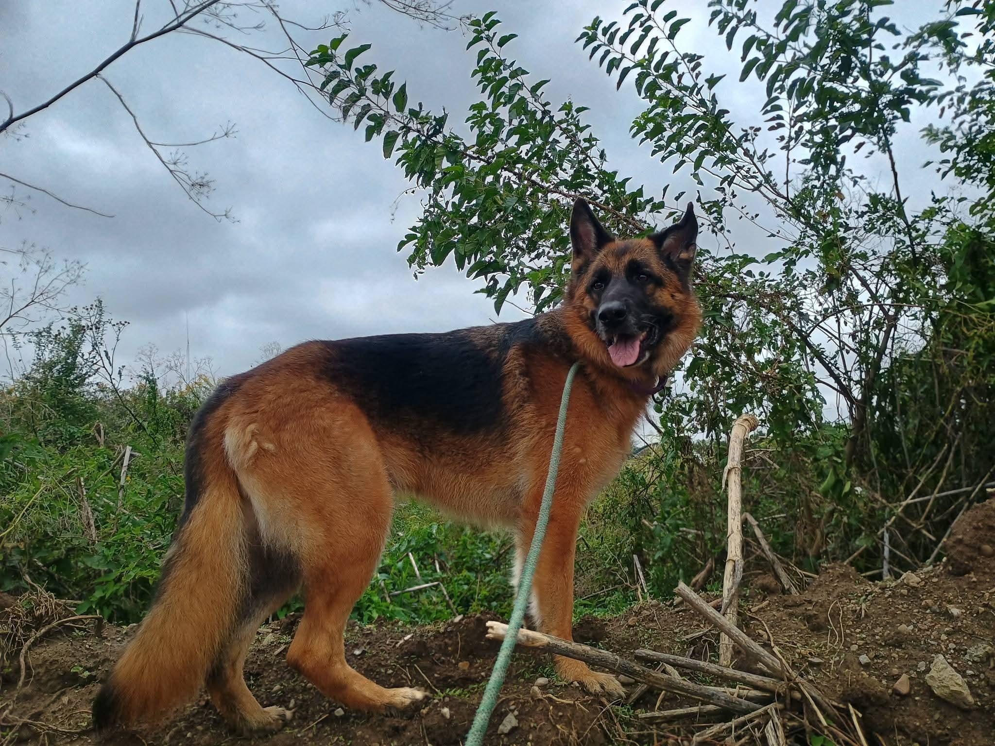 Enlarge Ava, a Adopted German Shepherd Dog in Liberty, IN image 2/5