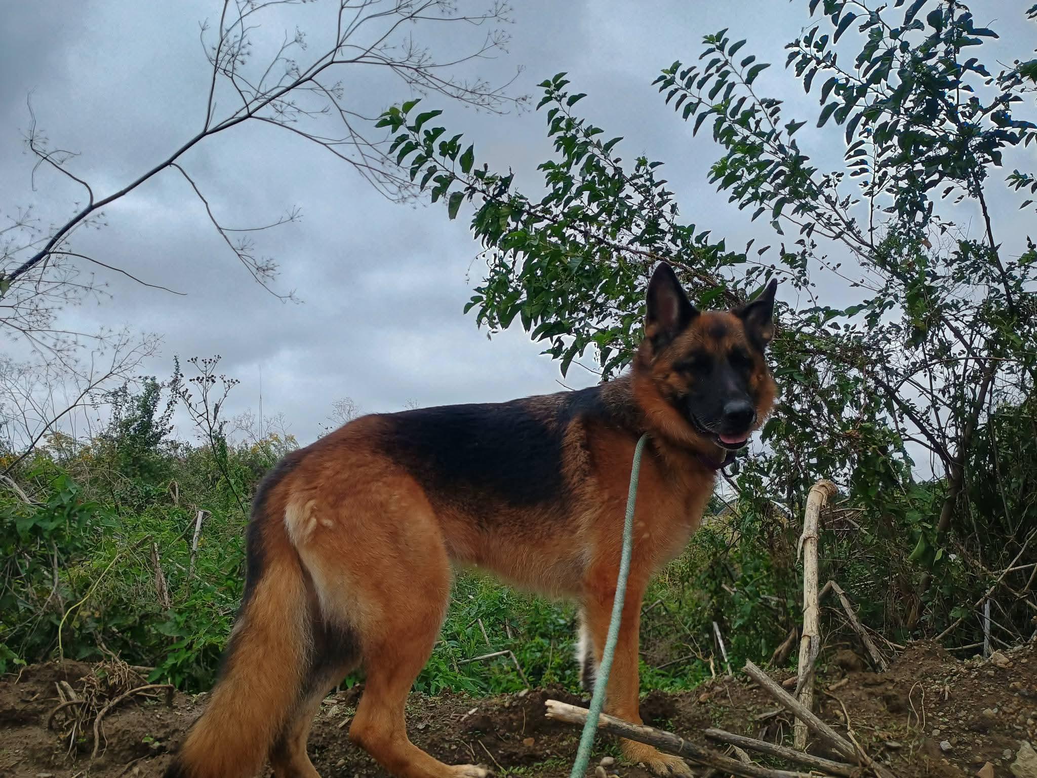Enlarge Ava, a Adopted German Shepherd Dog in Liberty, IN image 1/5