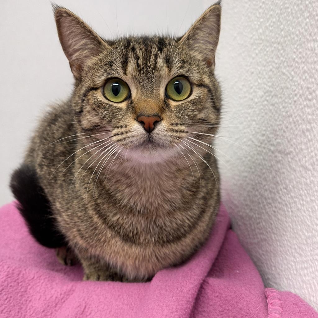 Pine, ADOPTABLE, Young Female Domestic Short Hair & Tabby.