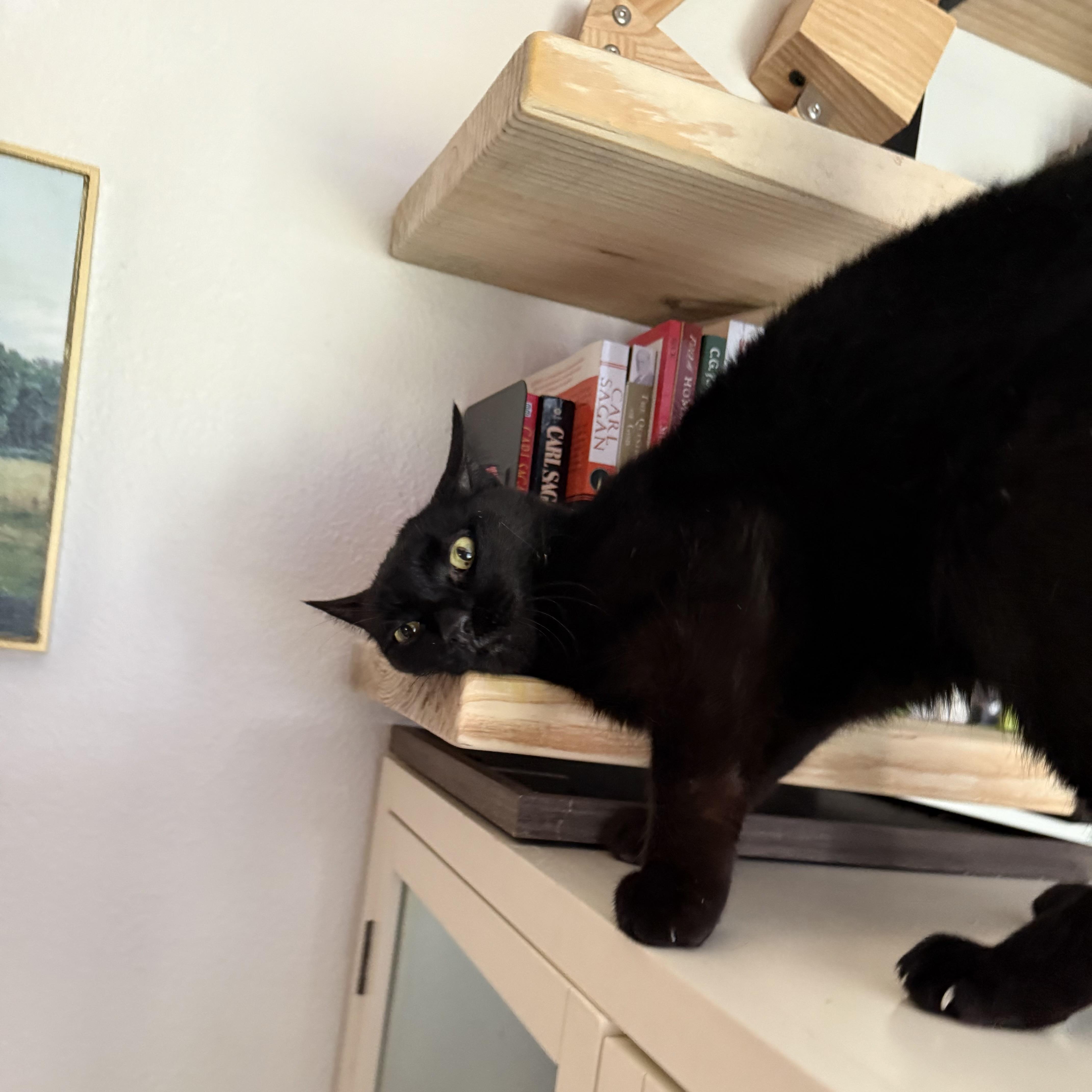 Tinker The Toothless thumbnail 2