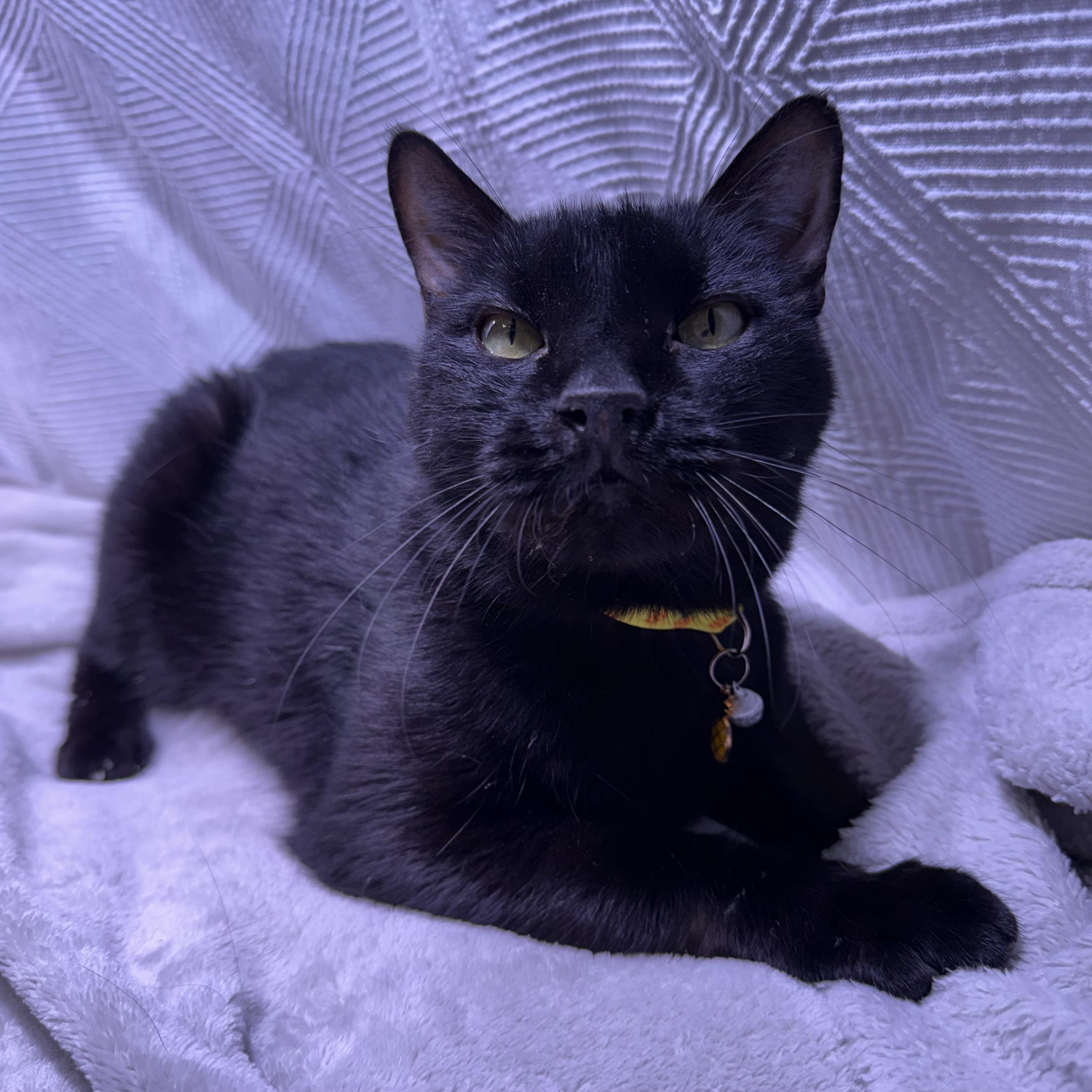 Enlarge Tinker the Toothless, a Adoptable mixed breed in Milton, FL image 5/6