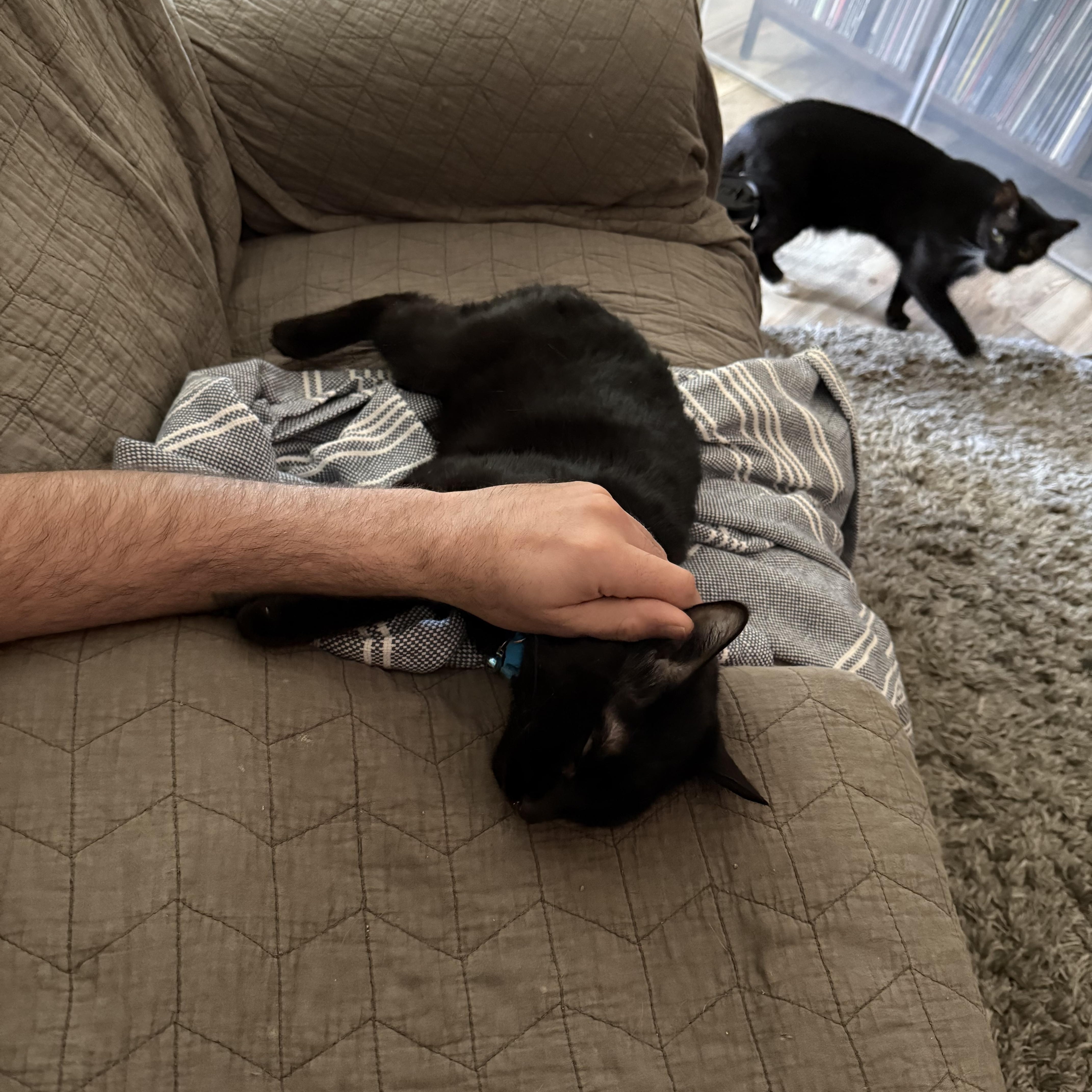 Enlarge Tinker the Toothless, a Adoptable mixed breed in Milton, FL image 6/6