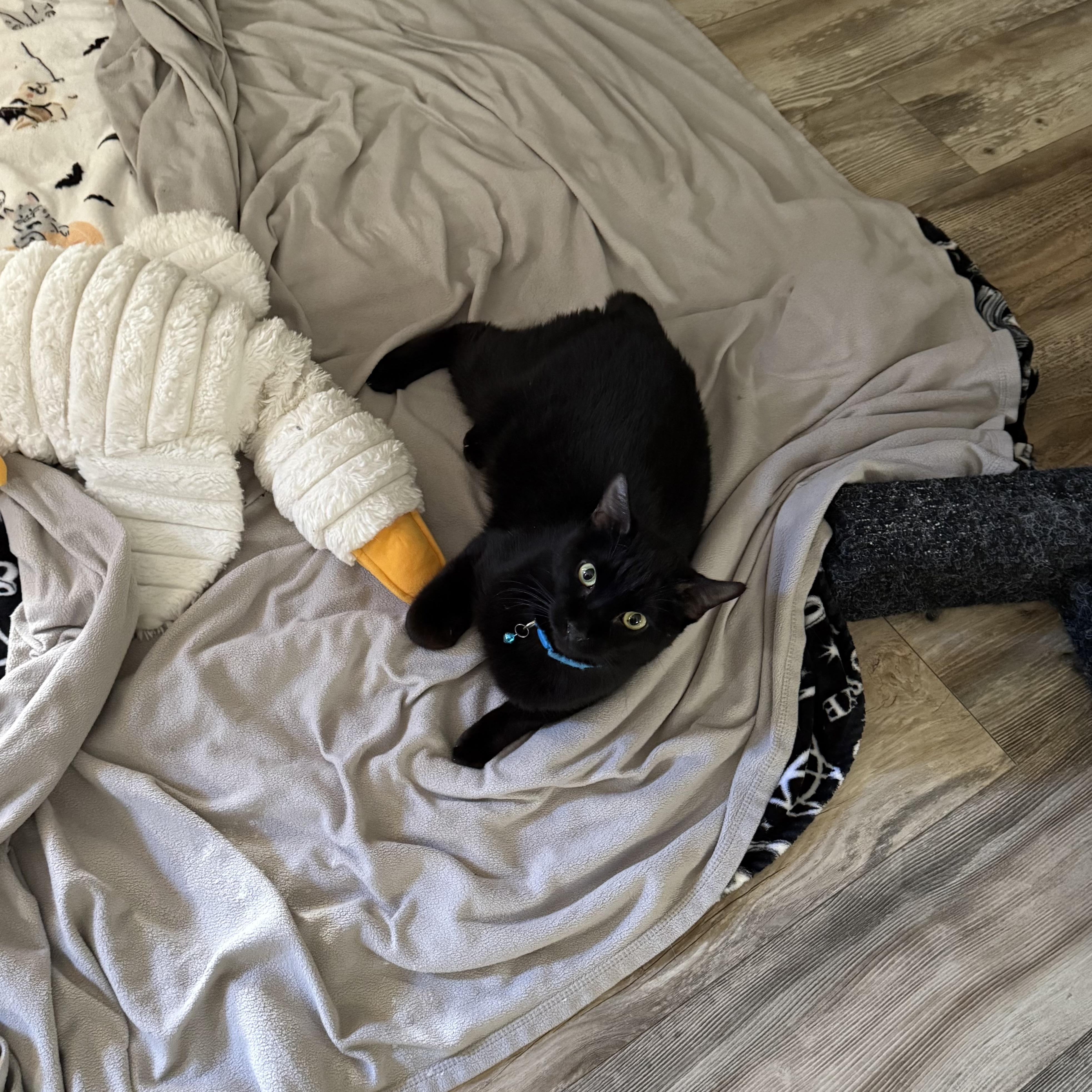 Tinker the Toothless