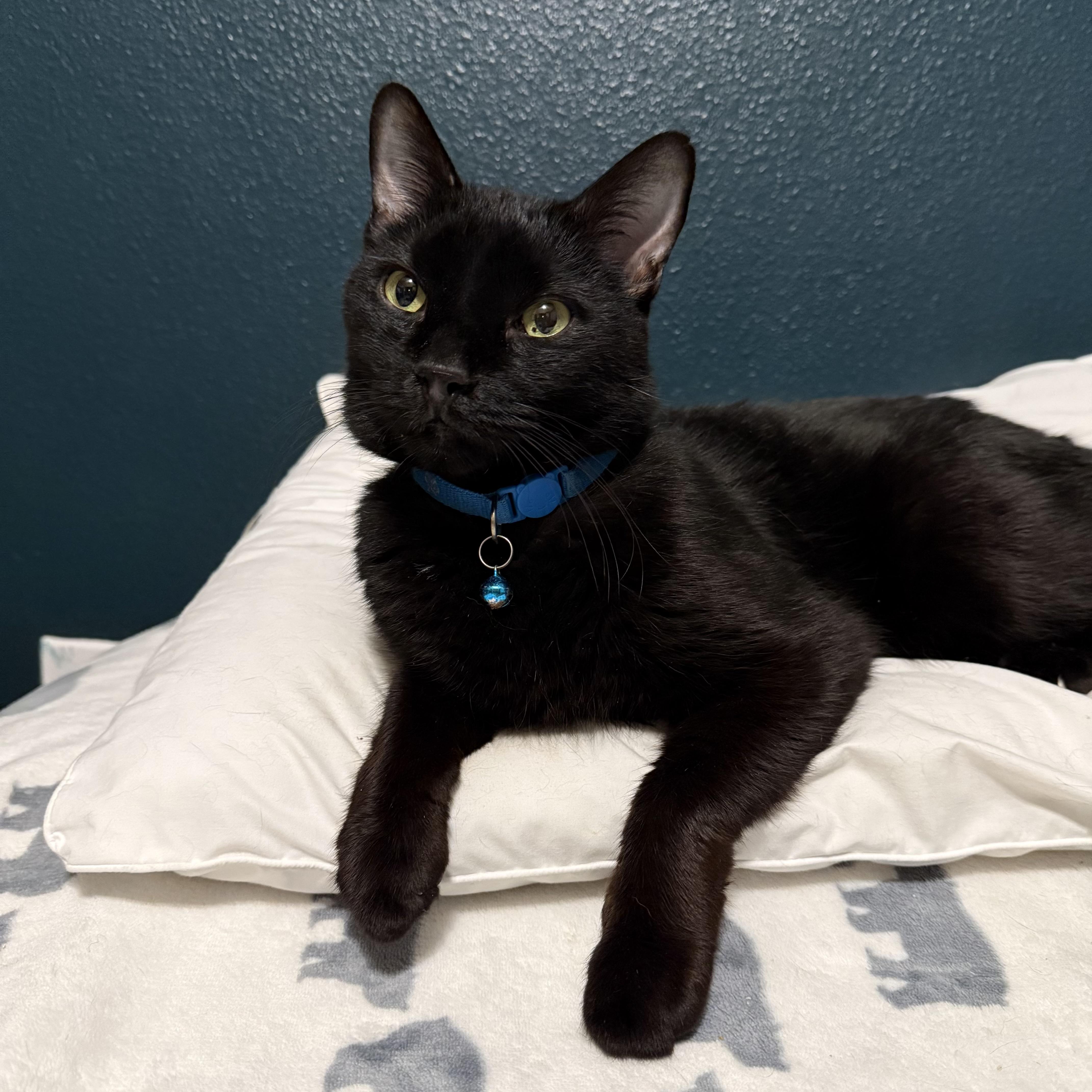 Tinker the Toothless