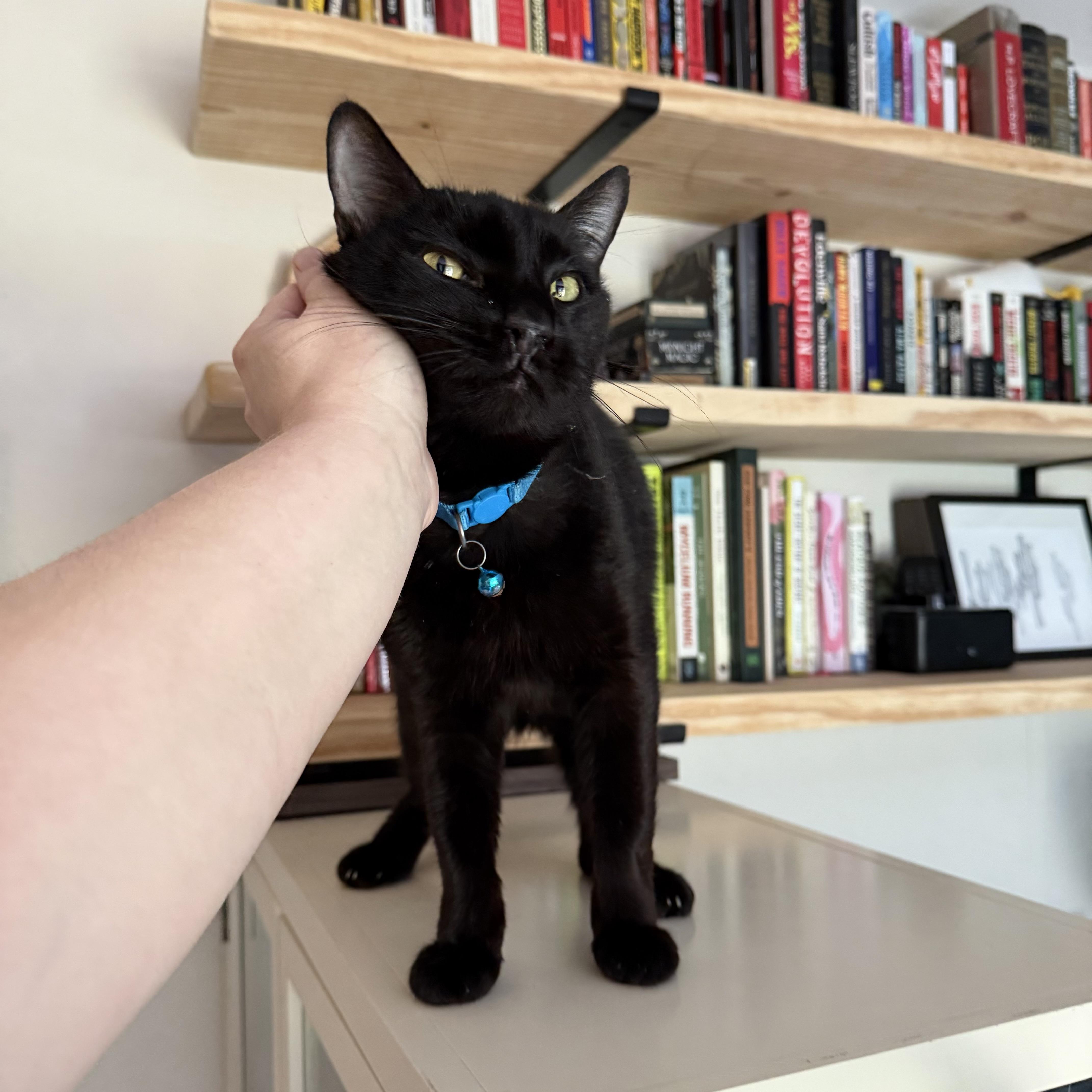 Tinker the Toothless, a Adoptable mixed breed in Milton, FL image 5/6