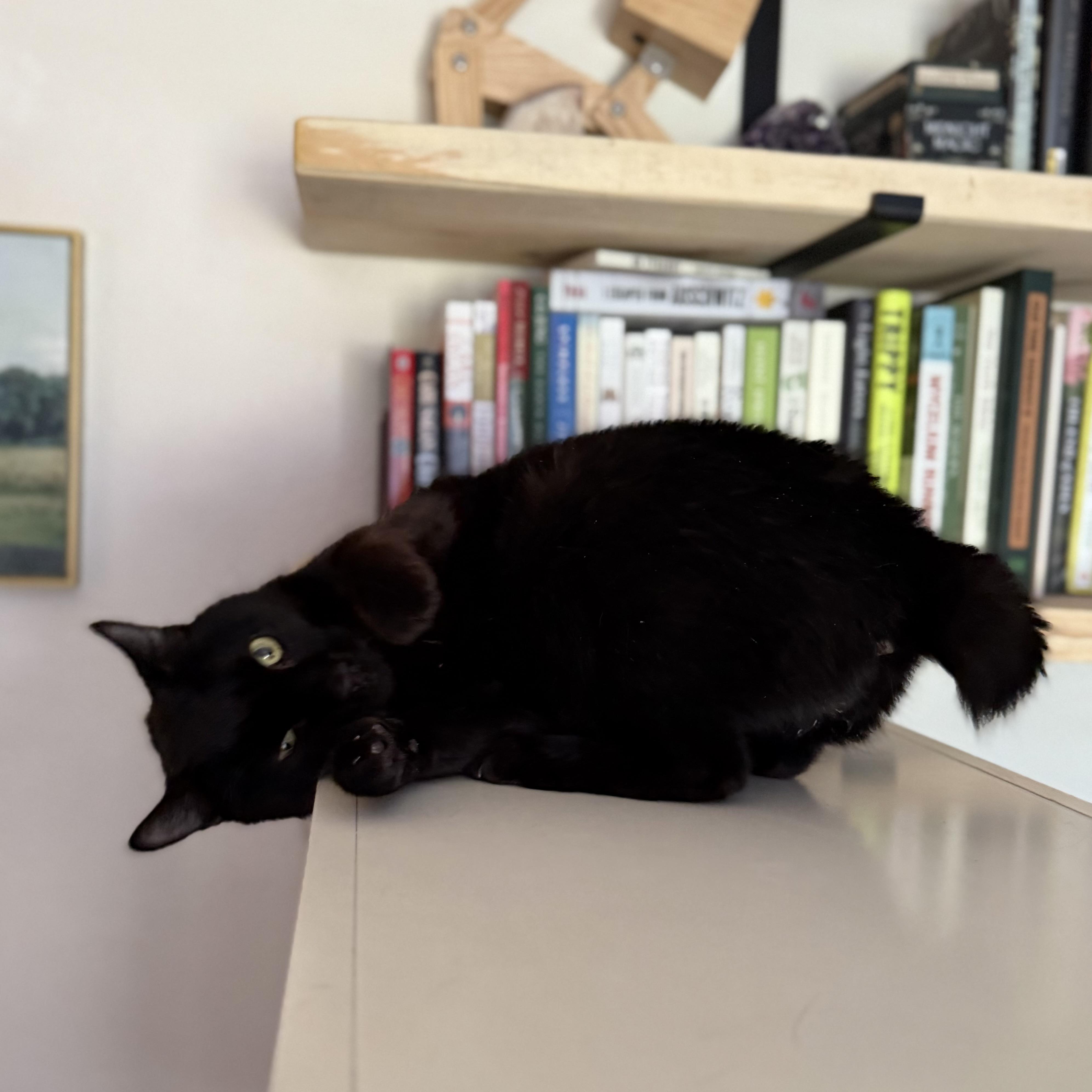 Tinker the Toothless, a Adoptable mixed breed in Milton, FL image 4/6