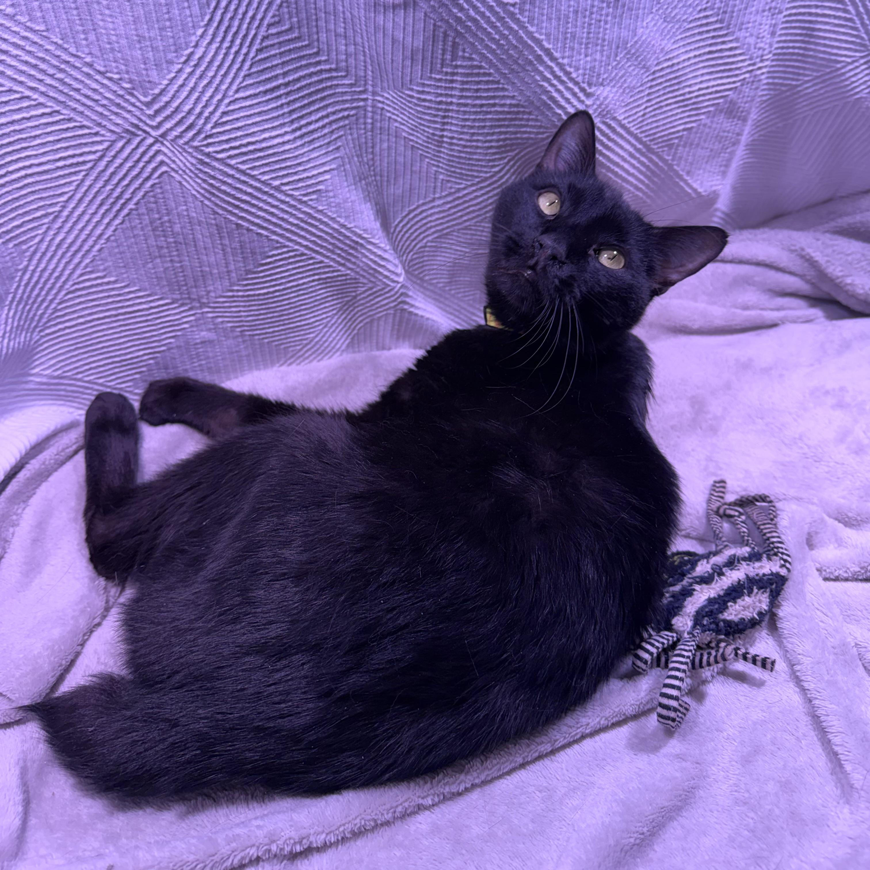 Enlarge Tinker the Toothless, a Adoptable mixed breed in Milton, FL image 3/6