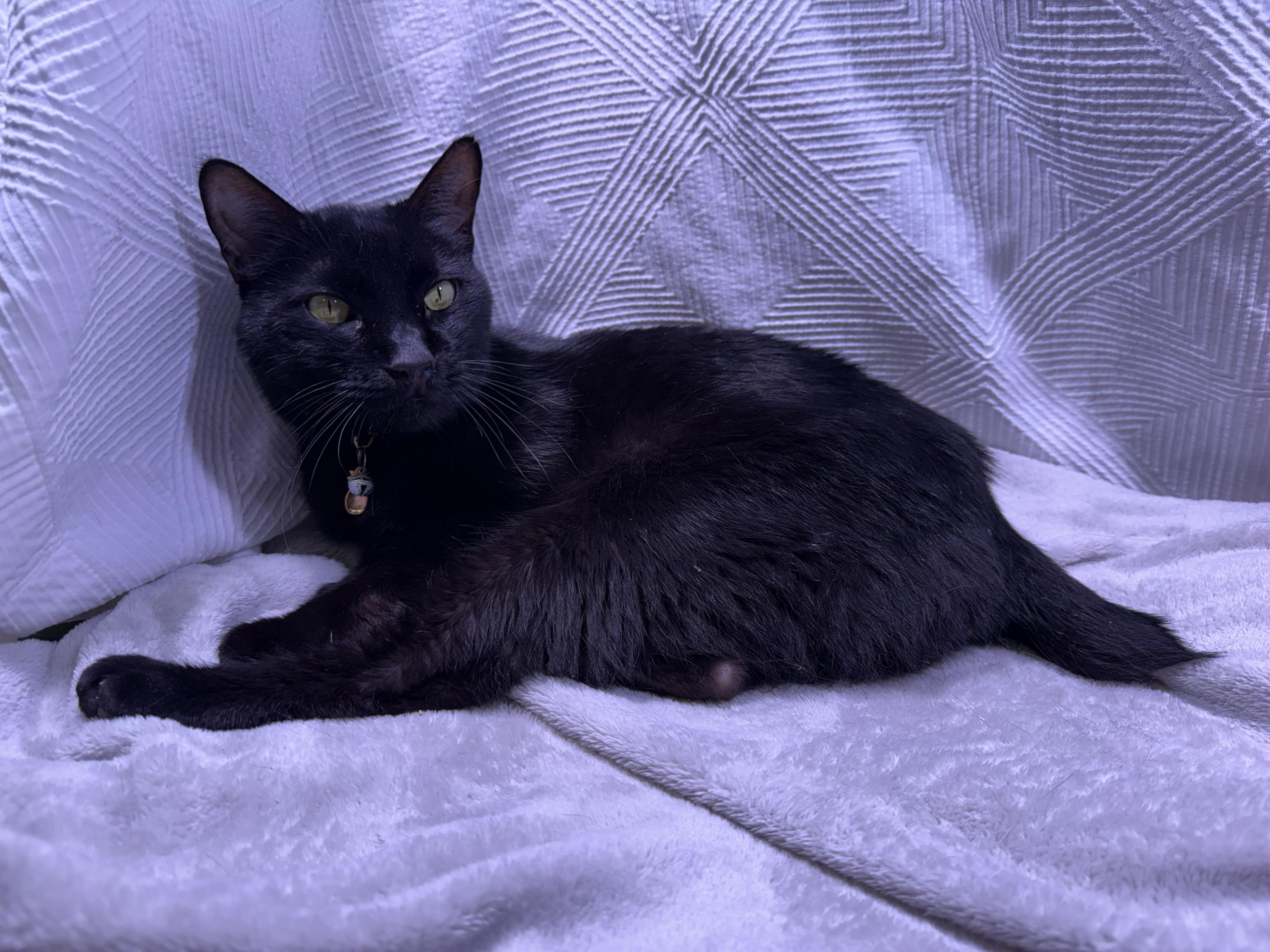 Enlarge Tinker the Toothless, a Adoptable mixed breed in Milton, FL image 1/6