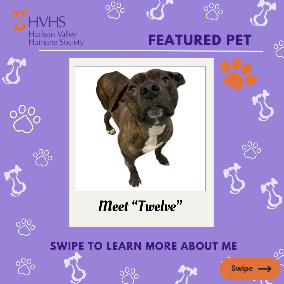TWELVE, ADOPTABLE, Adult Male Mixed Breed.