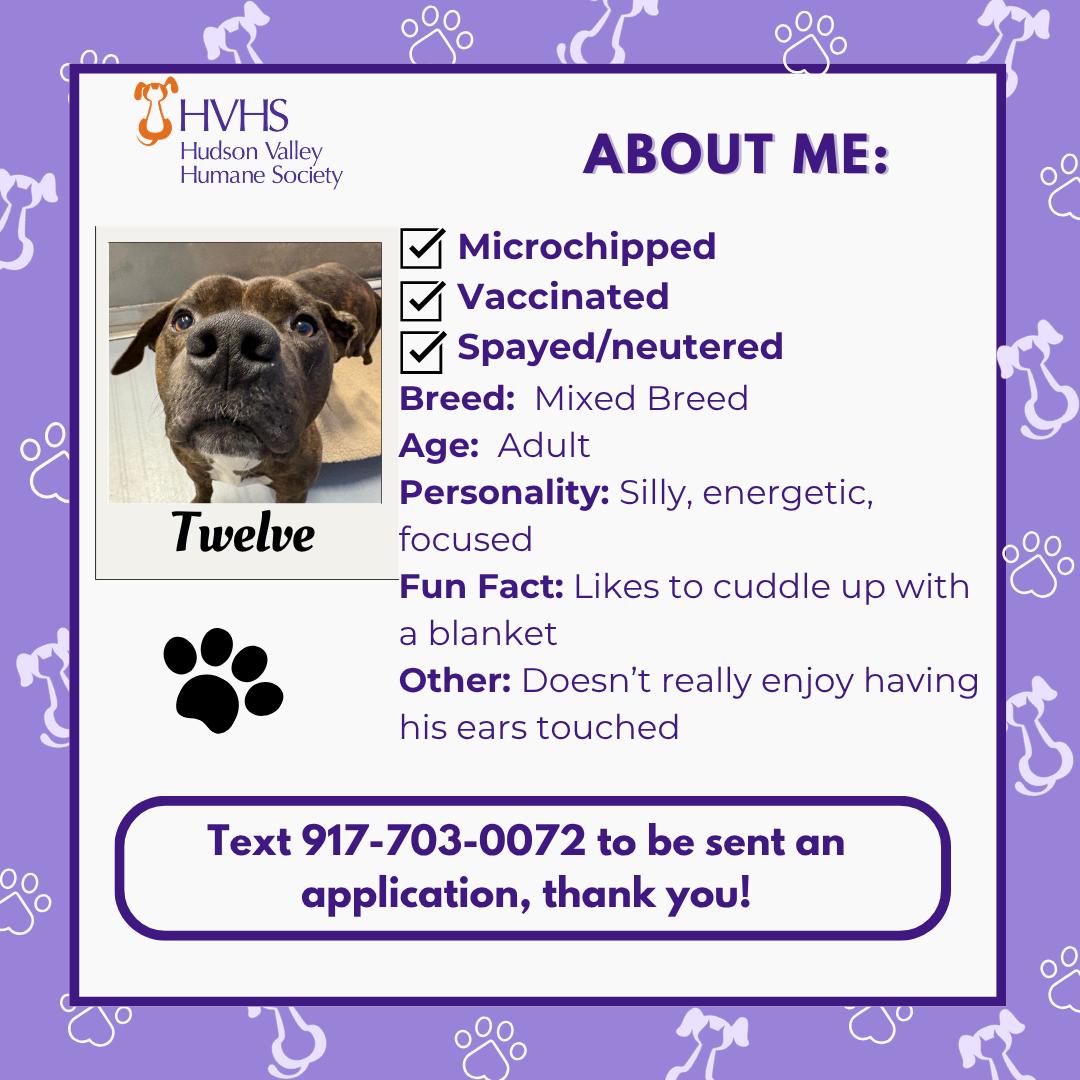 Enlarge TWELVE, a ADOPTABLE mixed breed in Pomona, NY image 2/2