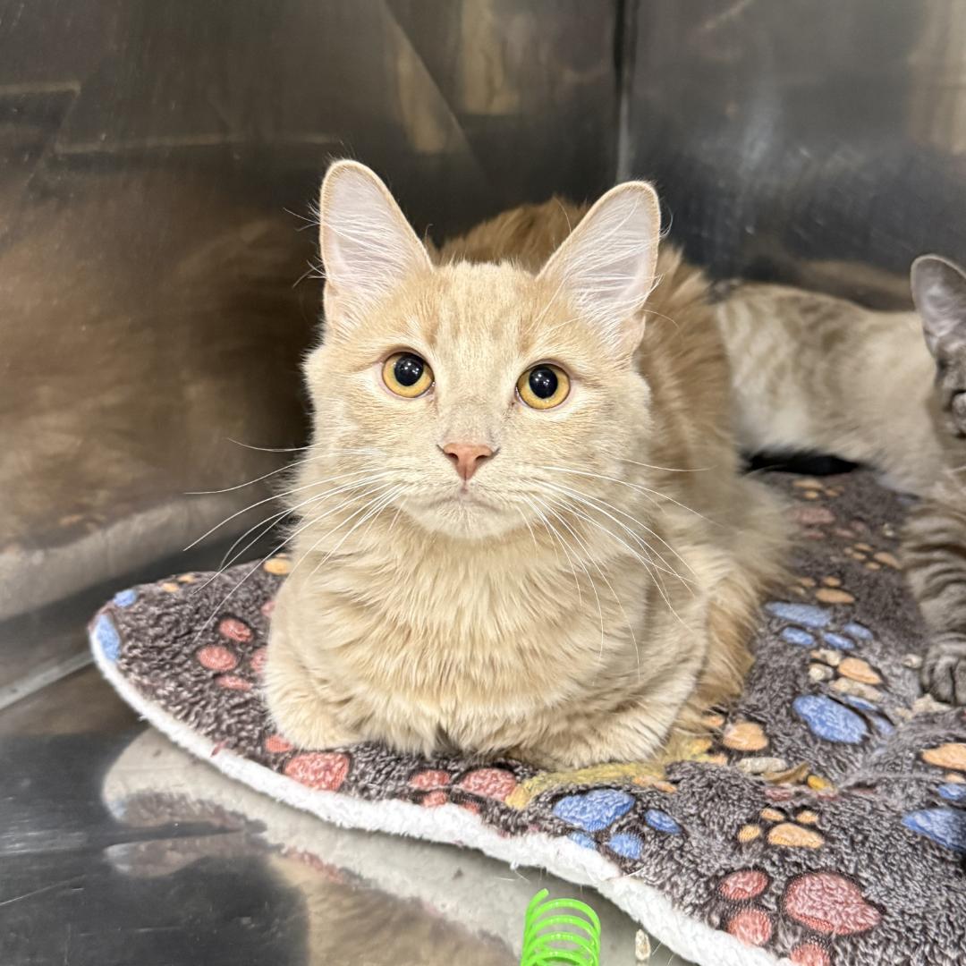 Buddy, adopted, Young Male Domestic Medium Hair.