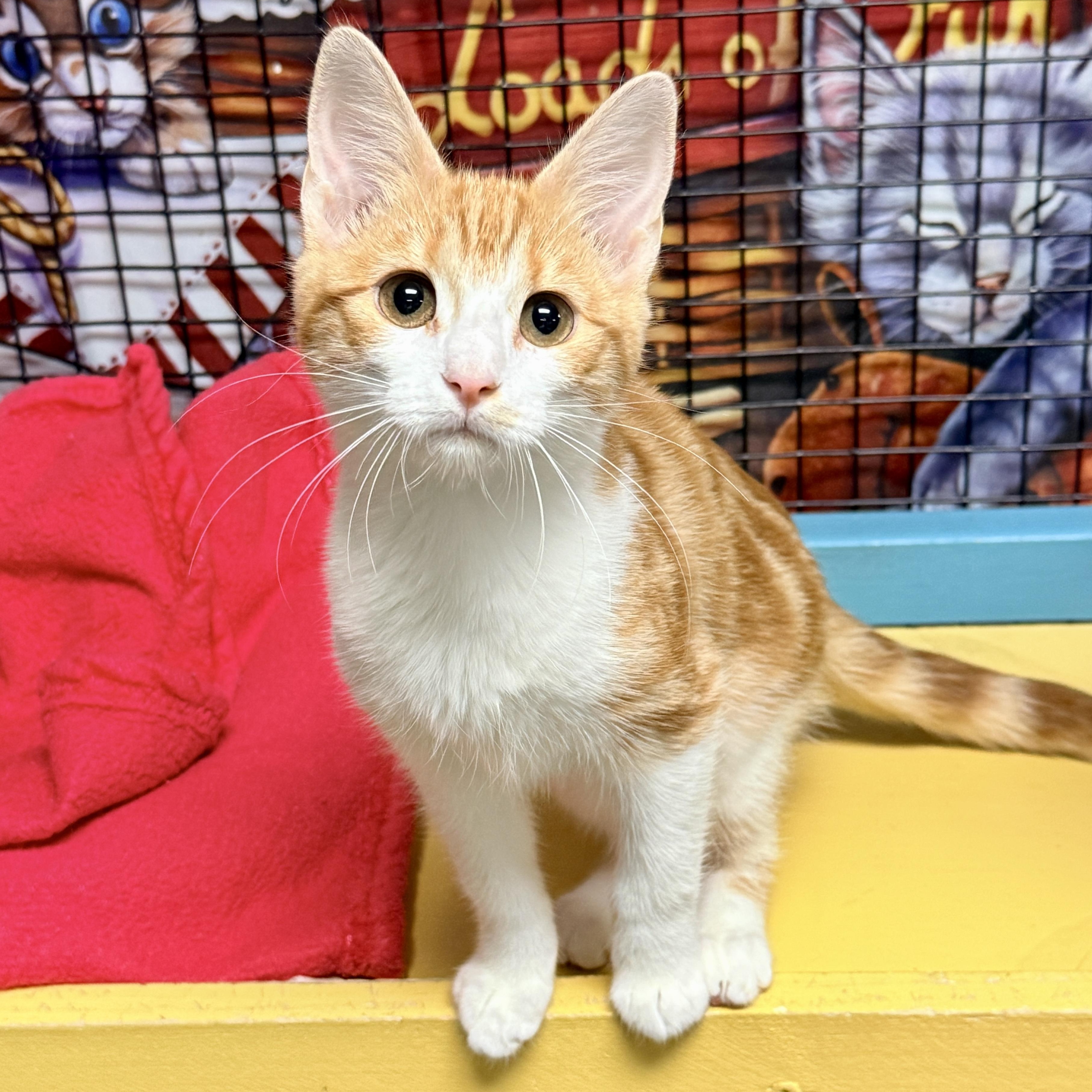 Enlarge Angela, a Adopted Domestic Short Hair in Collierville, TN image 3/4
