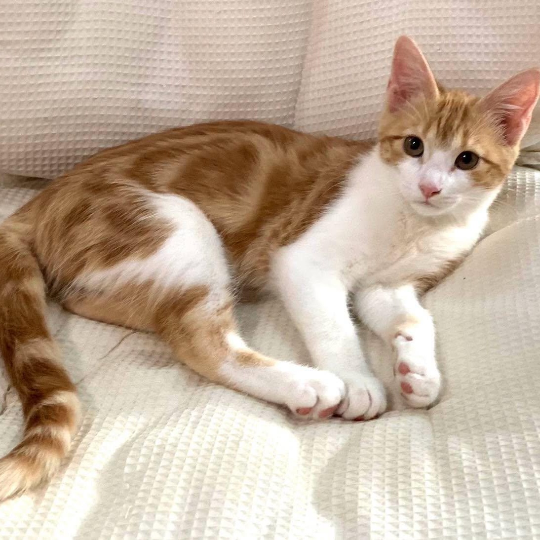 Angela, Adoptable, Kitten Female Domestic Short Hair.