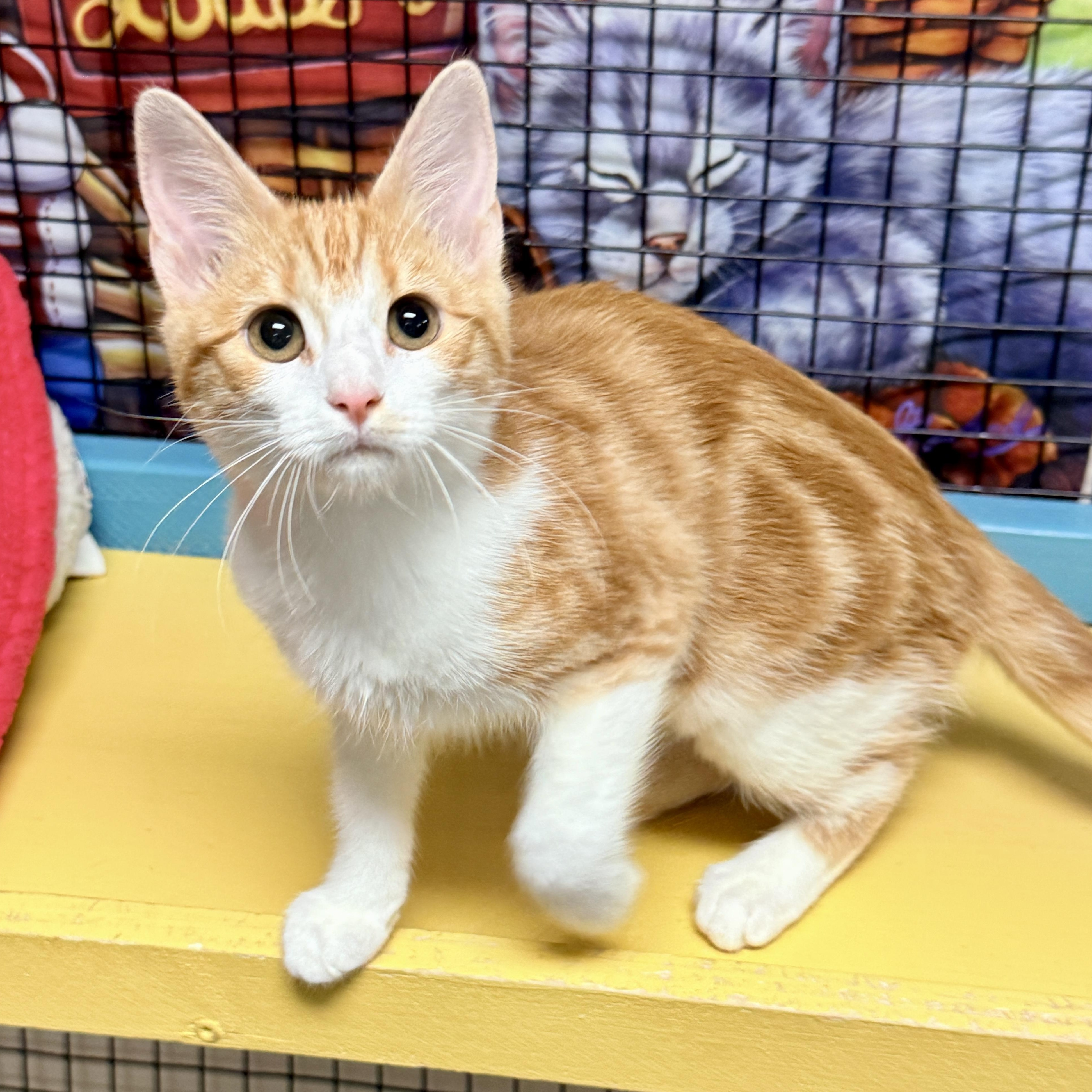 Enlarge Angela, a Adopted Domestic Short Hair in Collierville, TN image 1/4