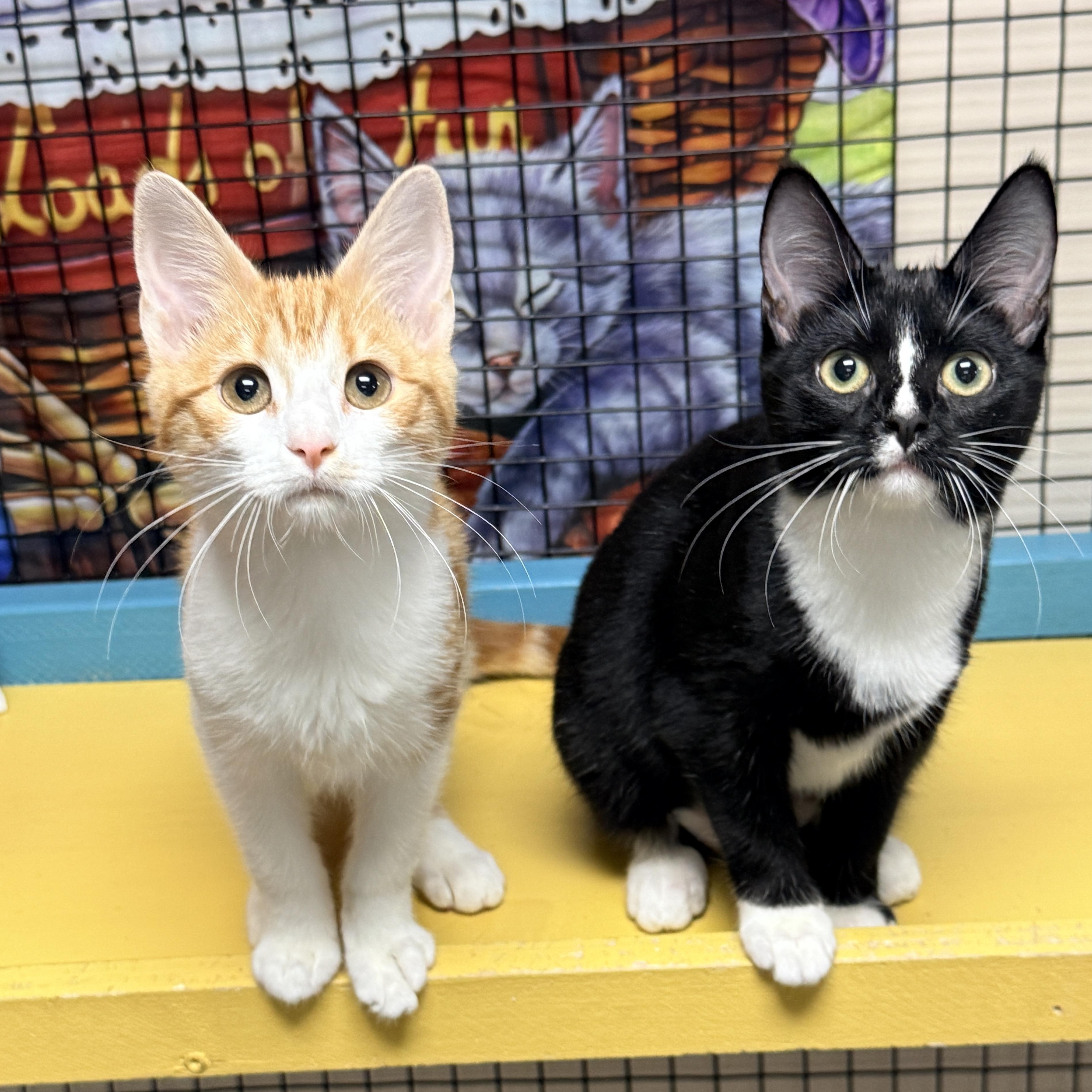 Enlarge Angela, a Adopted Domestic Short Hair in Collierville, TN image 4/4