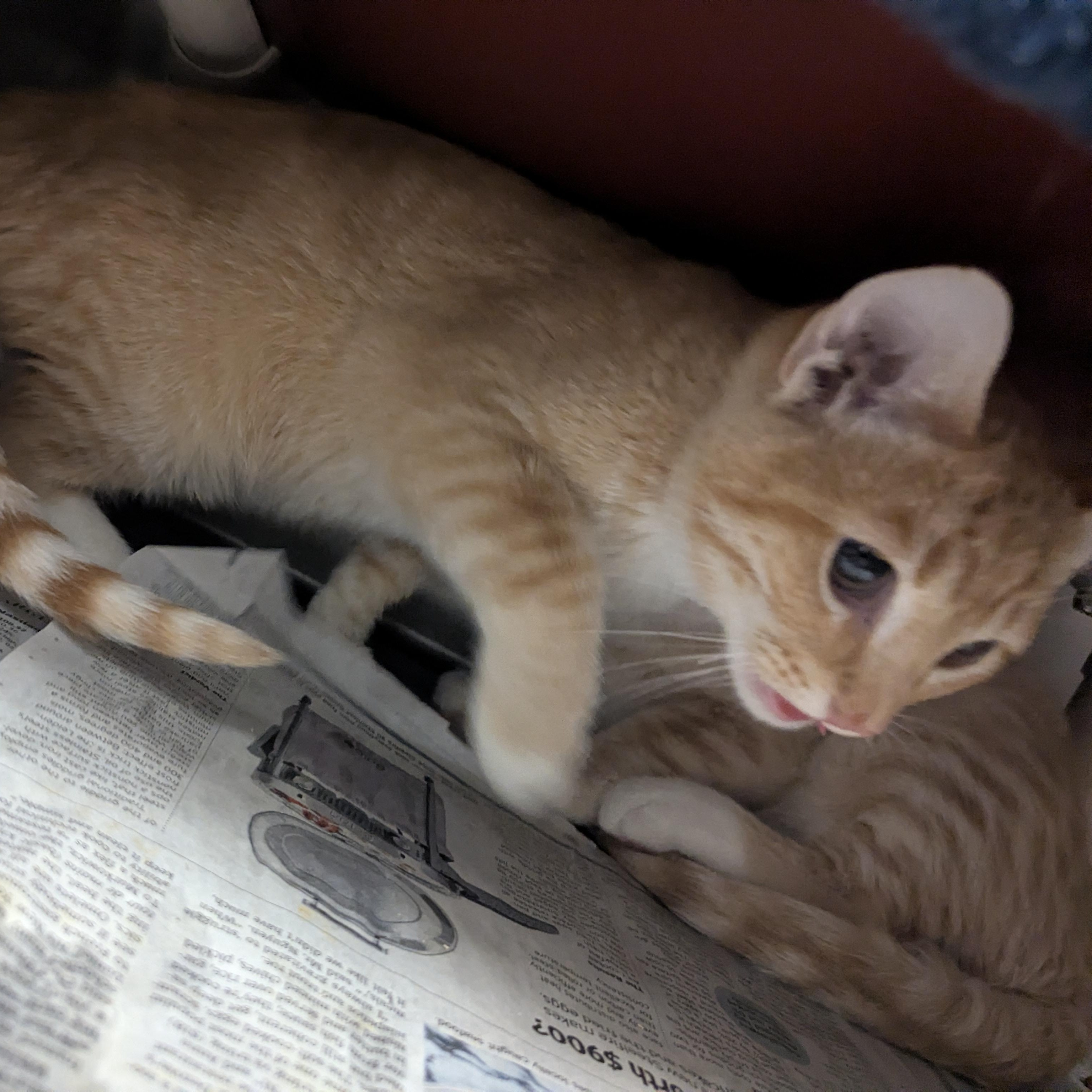 Enlarge Cookie Monster , an adopted Domestic Short Hair in Springfield, IL image 3/3