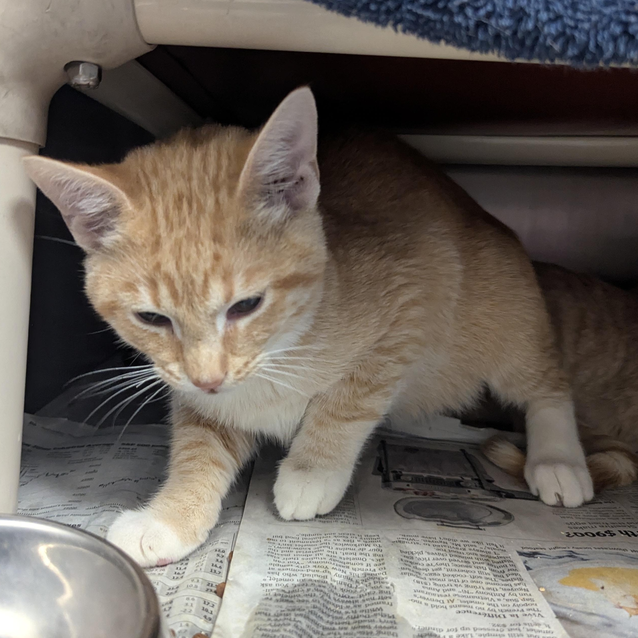 Enlarge Cookie Monster , an adopted Domestic Short Hair in Springfield, IL image 2/3