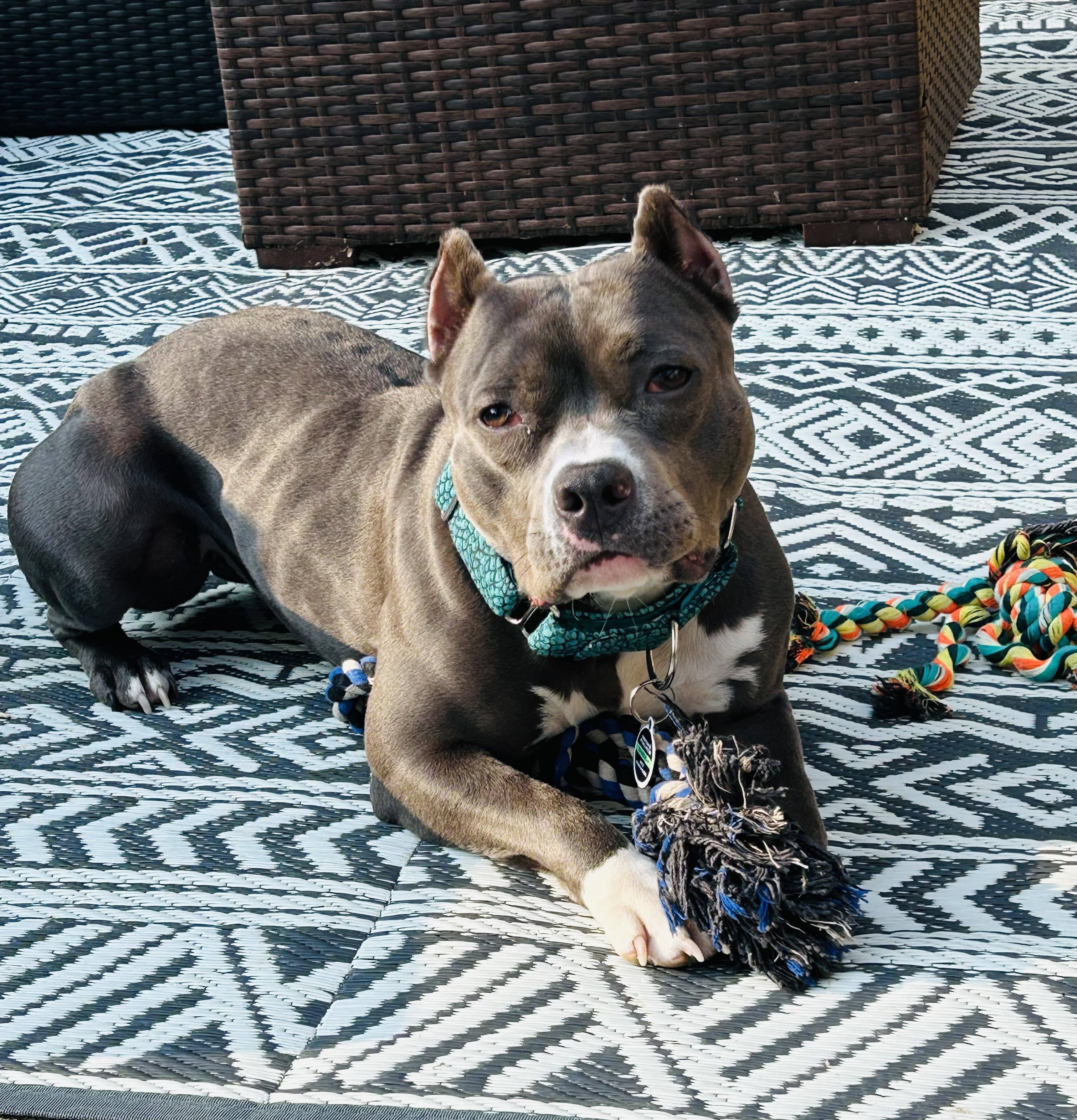 Juniper, a Adopted Pit Bull Terrier in Des Peres, MO image 1/6