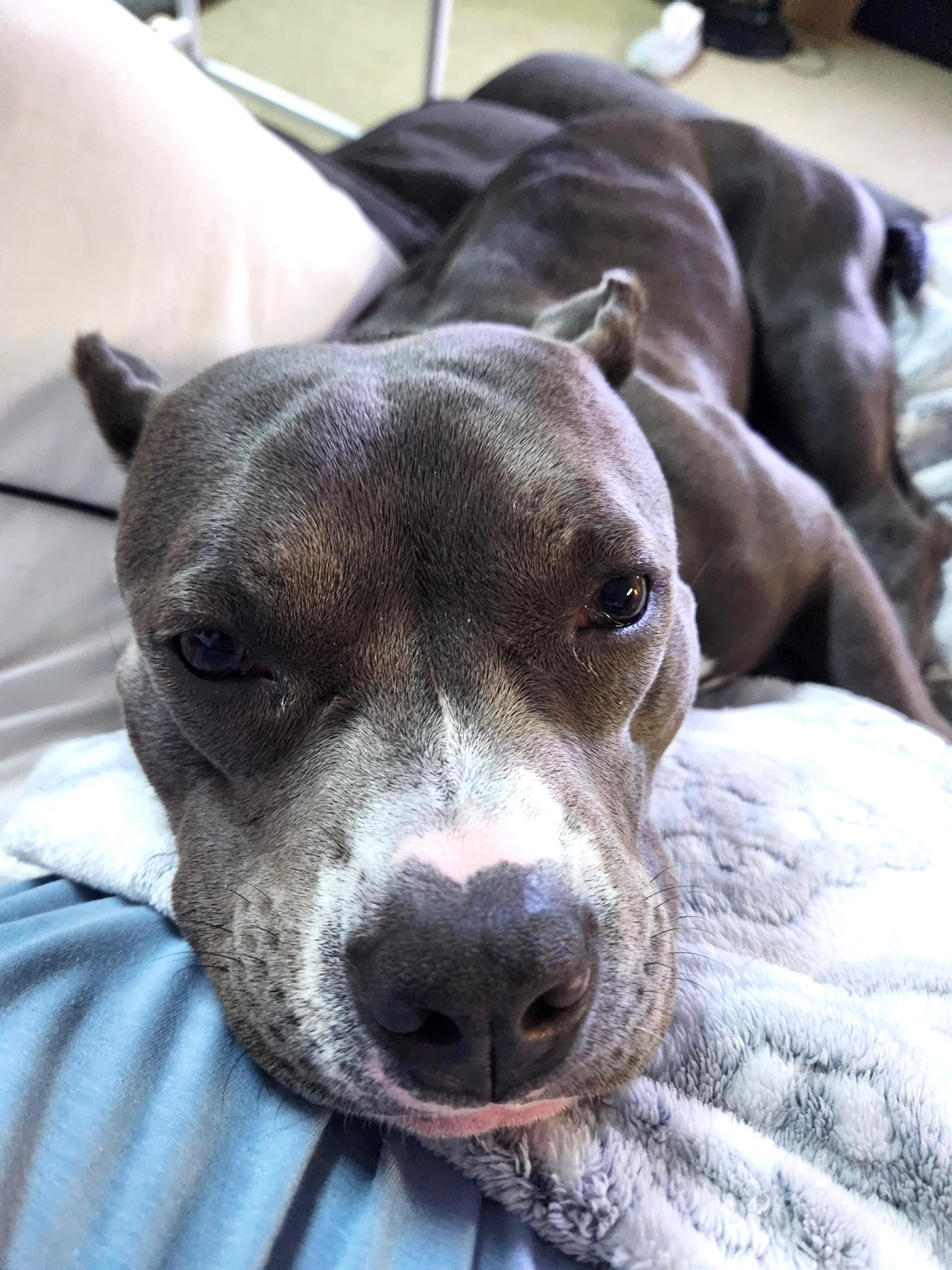 Juniper, a Adopted Pit Bull Terrier in Des Peres, MO image 5/6