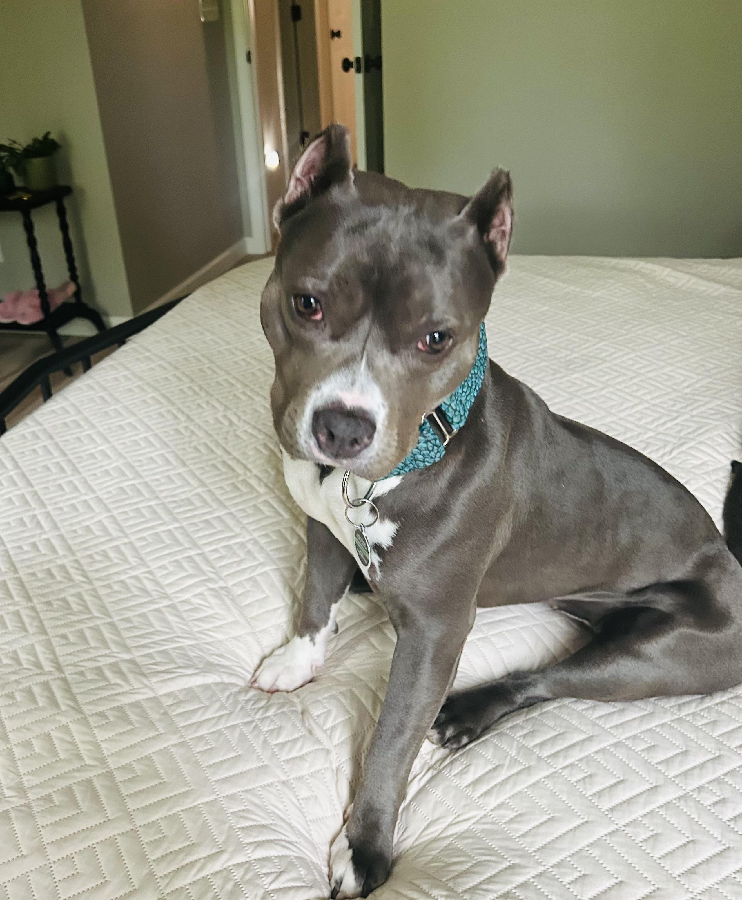 Juniper, a Adopted Pit Bull Terrier in Des Peres, MO image 6/6