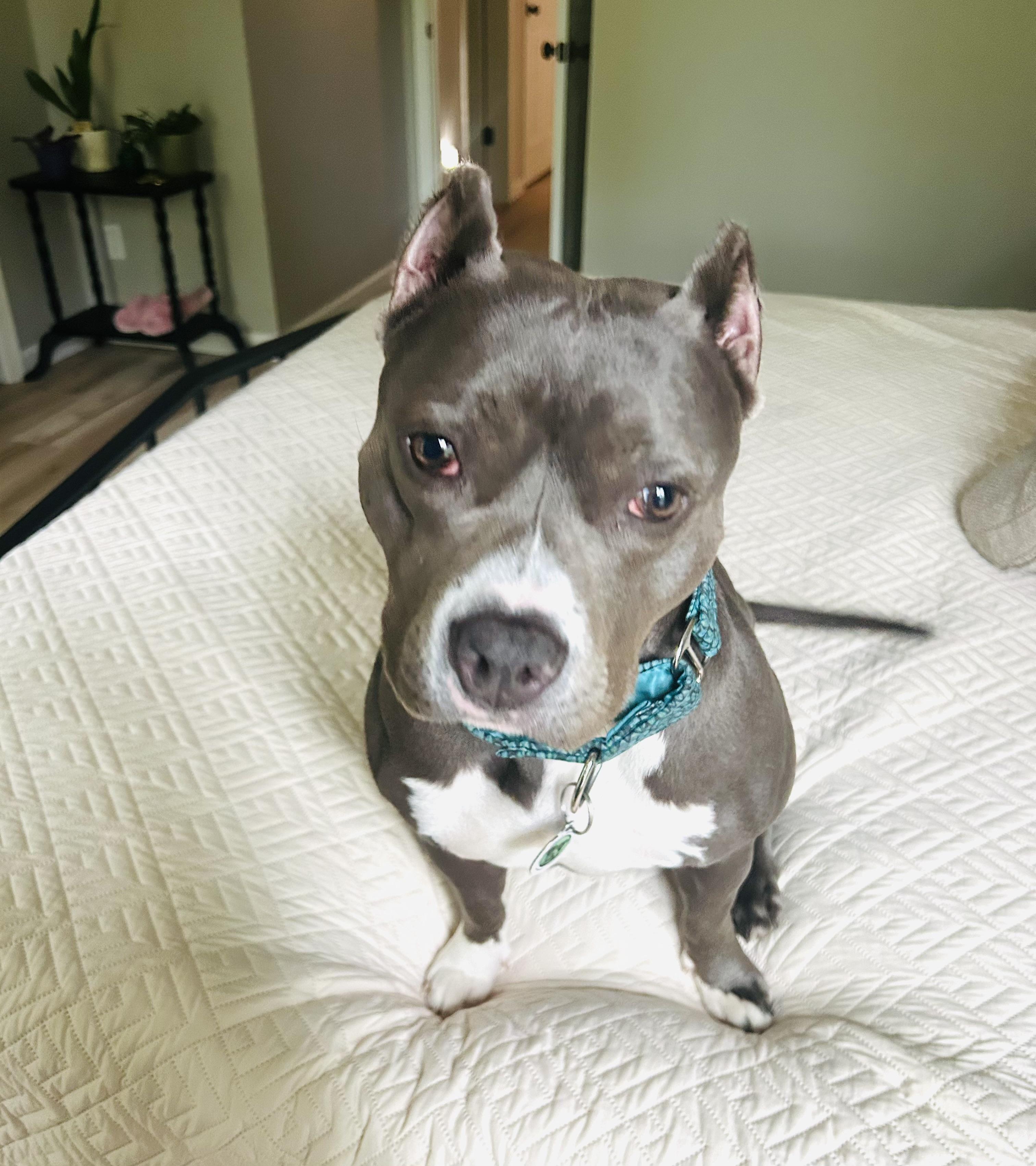 Juniper, a Adopted Pit Bull Terrier in Des Peres, MO image 3/6
