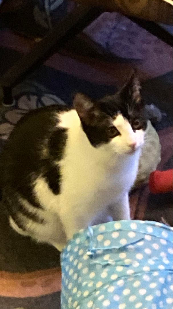 Isobel, Young Female Domestic Short Hair