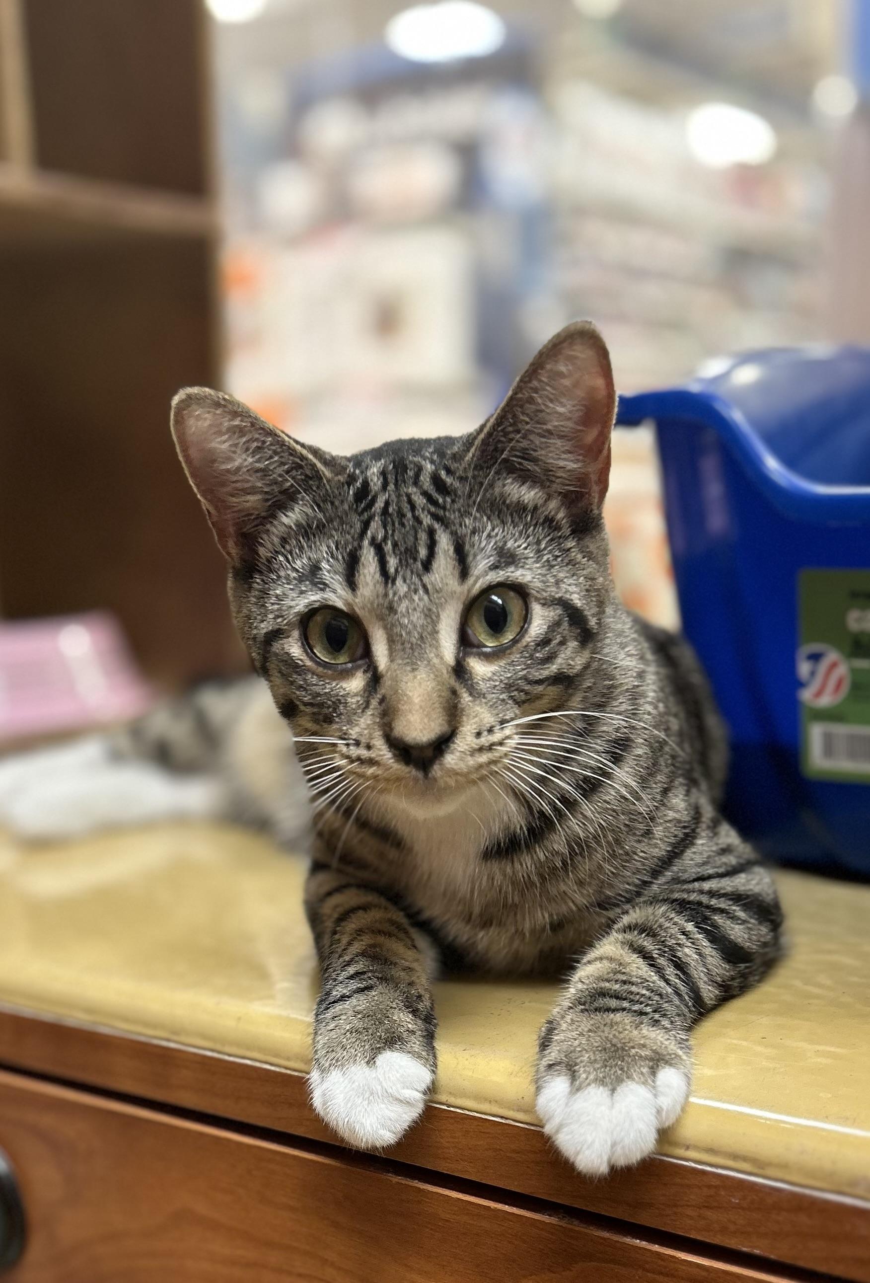 Enlarge Charlie, a Adoptable Domestic Short Hair in Vernon Hills, IL image 1/3