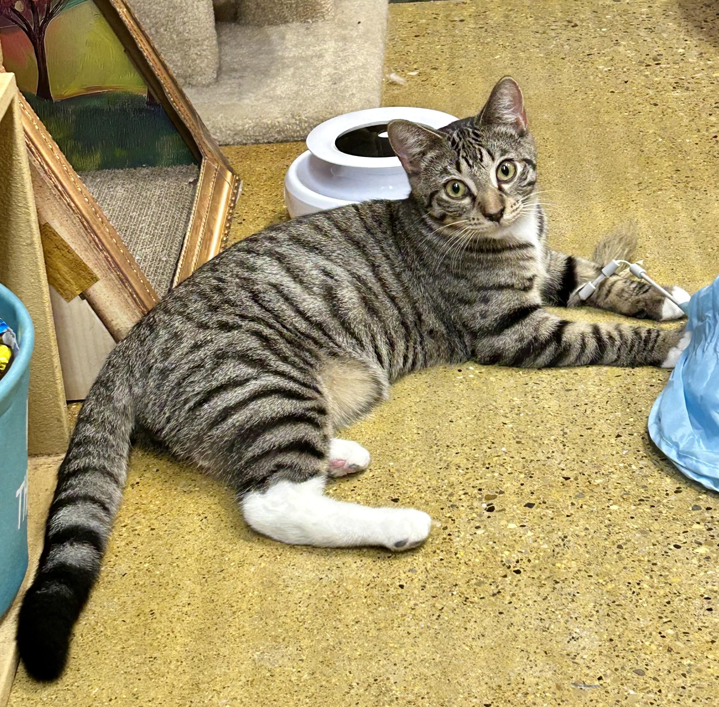 Enlarge Charlie, a Adoptable Domestic Short Hair in Vernon Hills, IL image 3/3