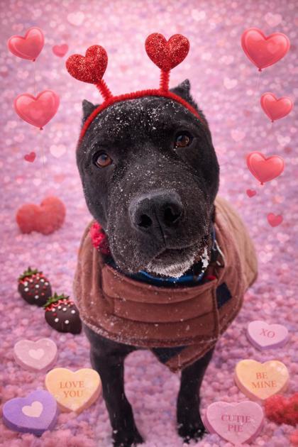 Enlarge Rex, a ADOPTABLE mixed breed in Belleville, MI image 1/3